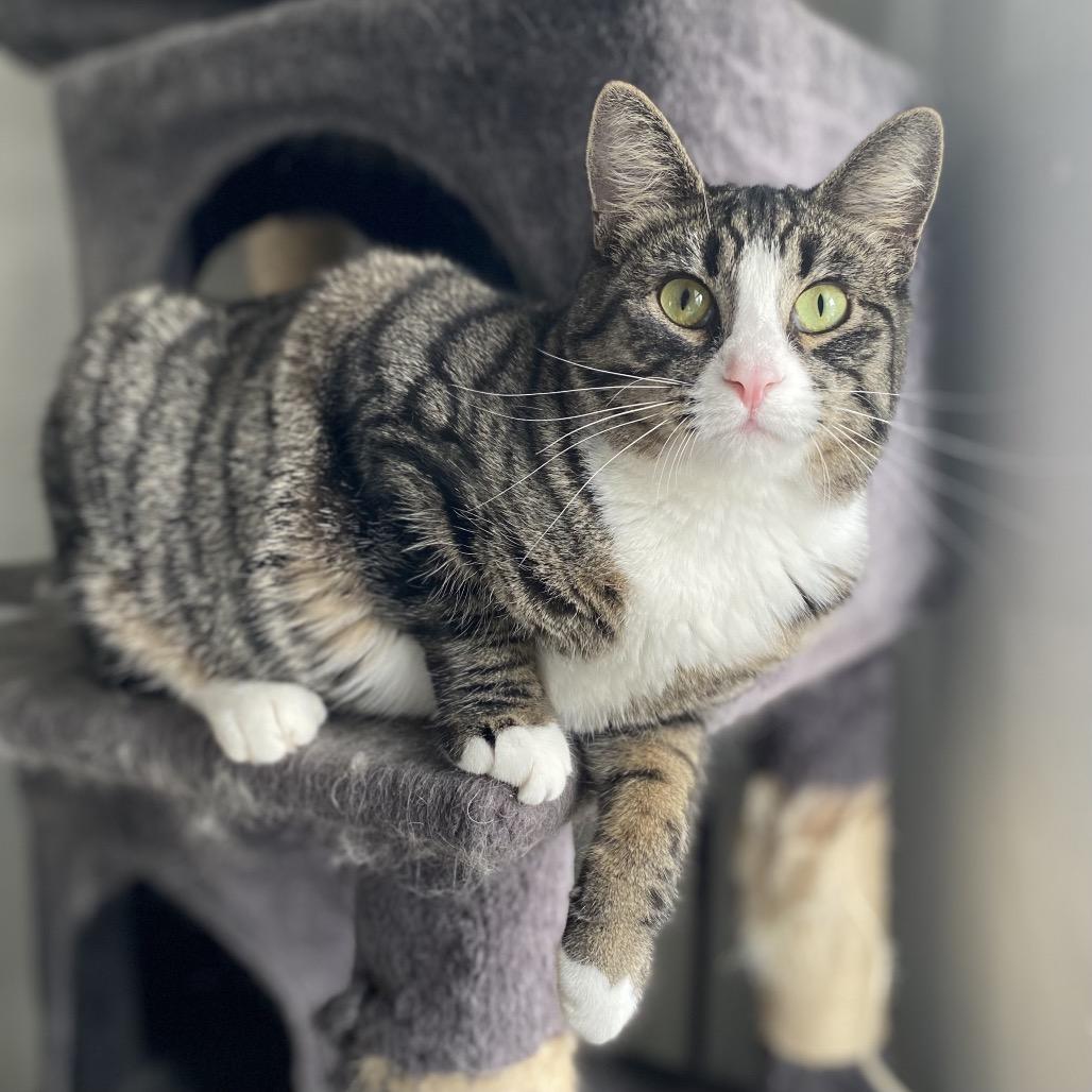 Enlarge Tova, a Adoptable Domestic Short Hair in Gibsonia, PA image 2/6