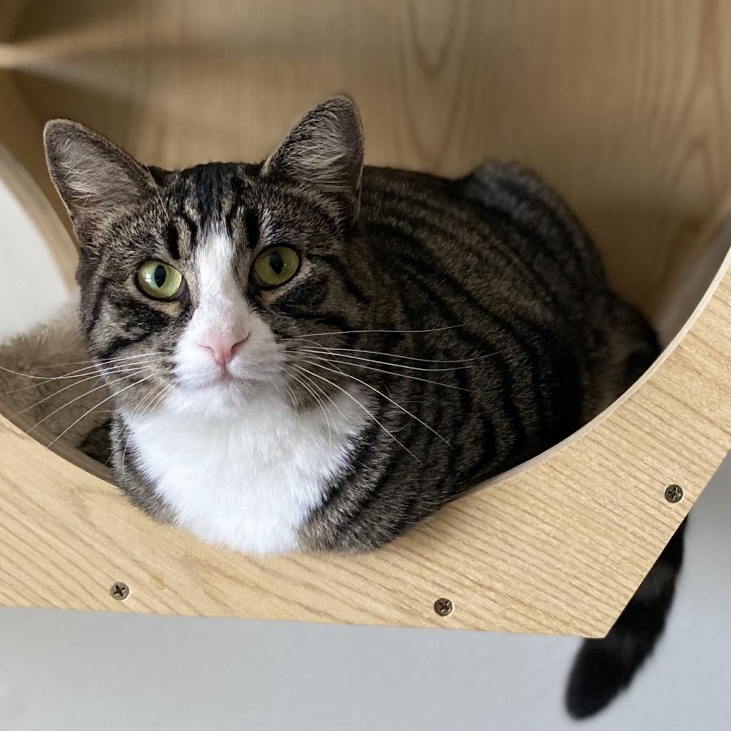 Enlarge Tova, a Adoptable Domestic Short Hair in Gibsonia, PA image 3/6