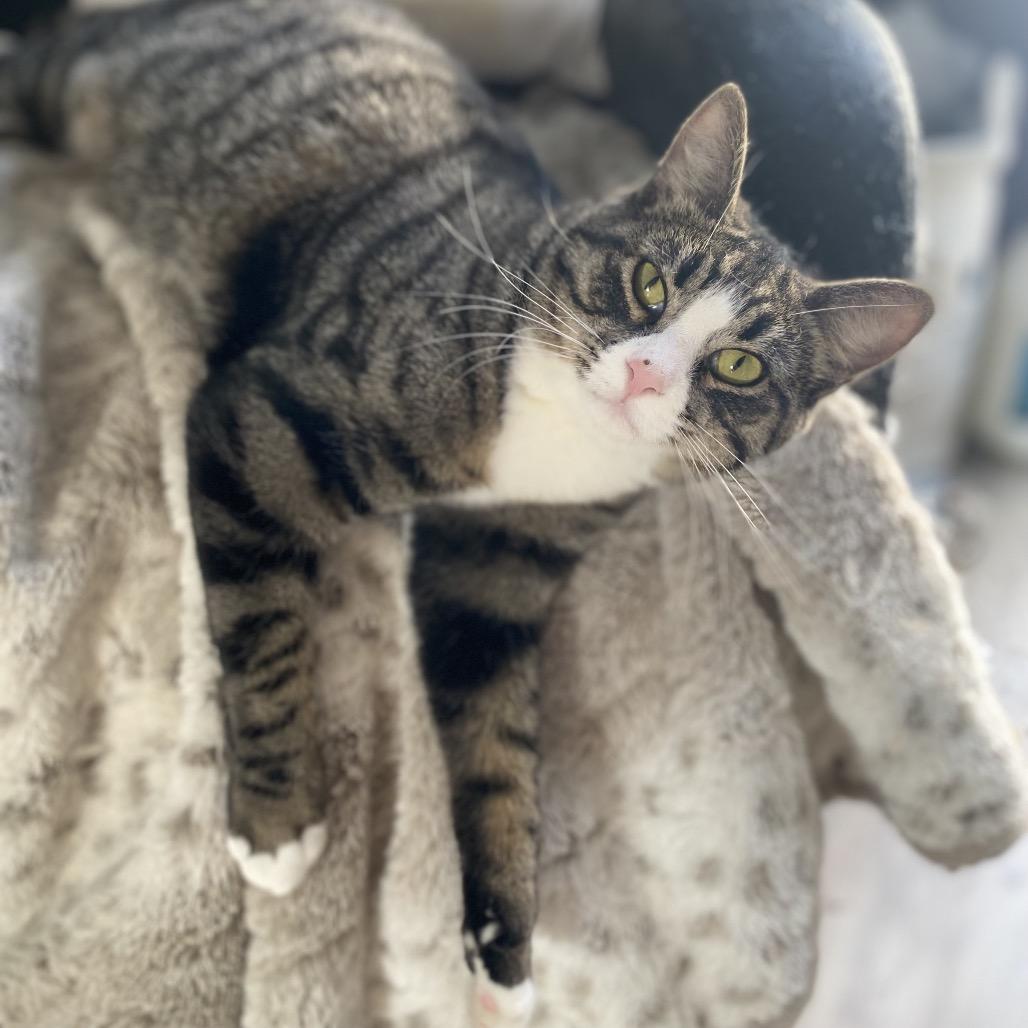 Enlarge Tova, a Adoptable Domestic Short Hair in Gibsonia, PA image 4/6