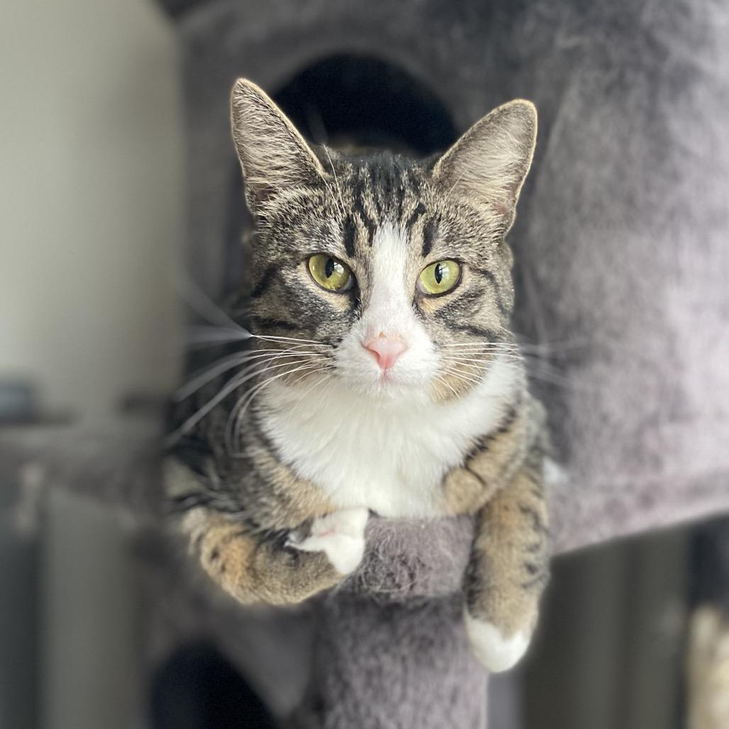 Enlarge Tova, a Adoptable Domestic Short Hair in Gibsonia, PA image 5/6