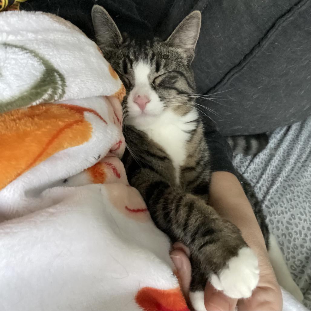 Enlarge Tova, a Adoptable Domestic Short Hair in Gibsonia, PA image 6/6