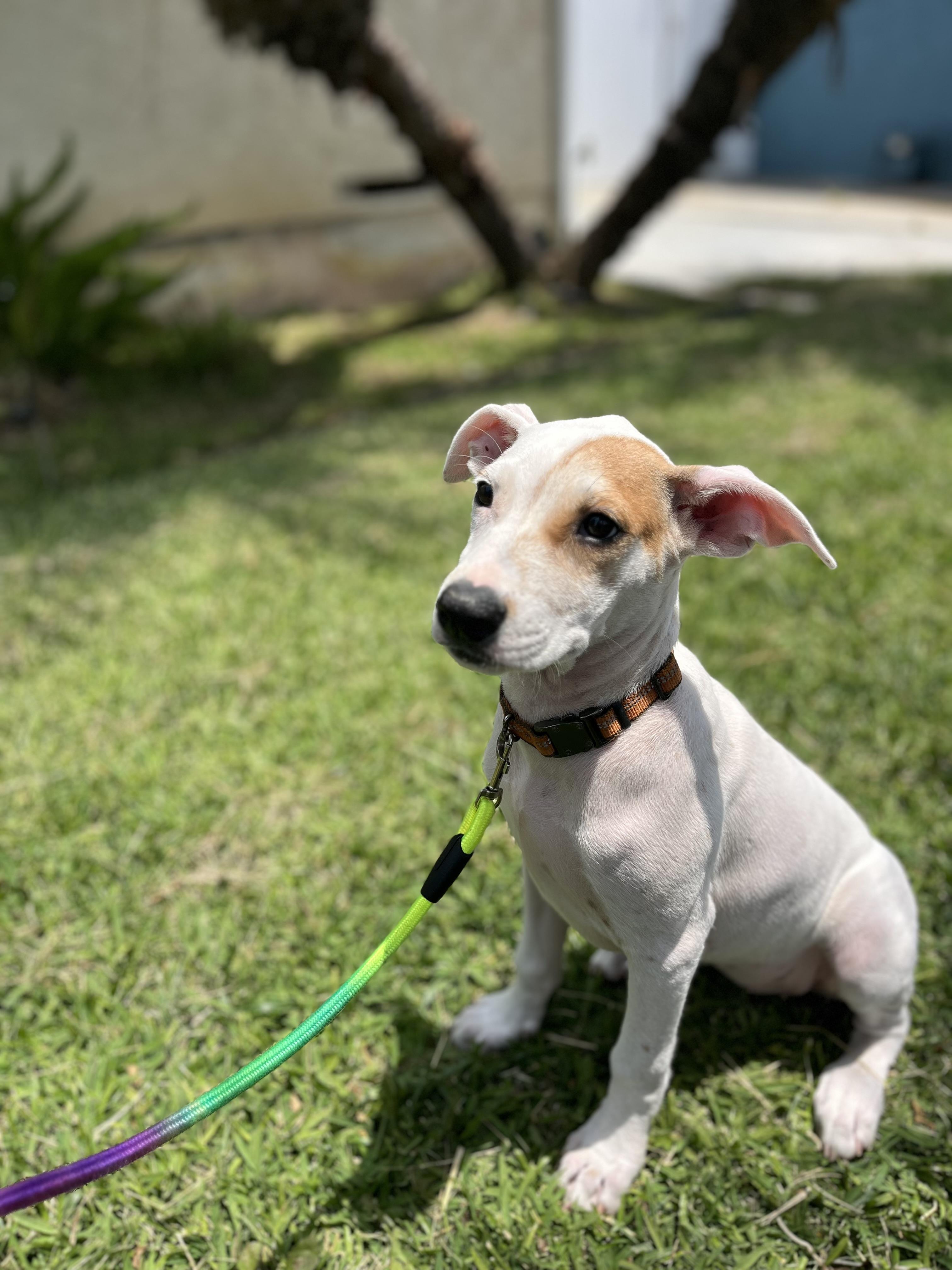 Dakota