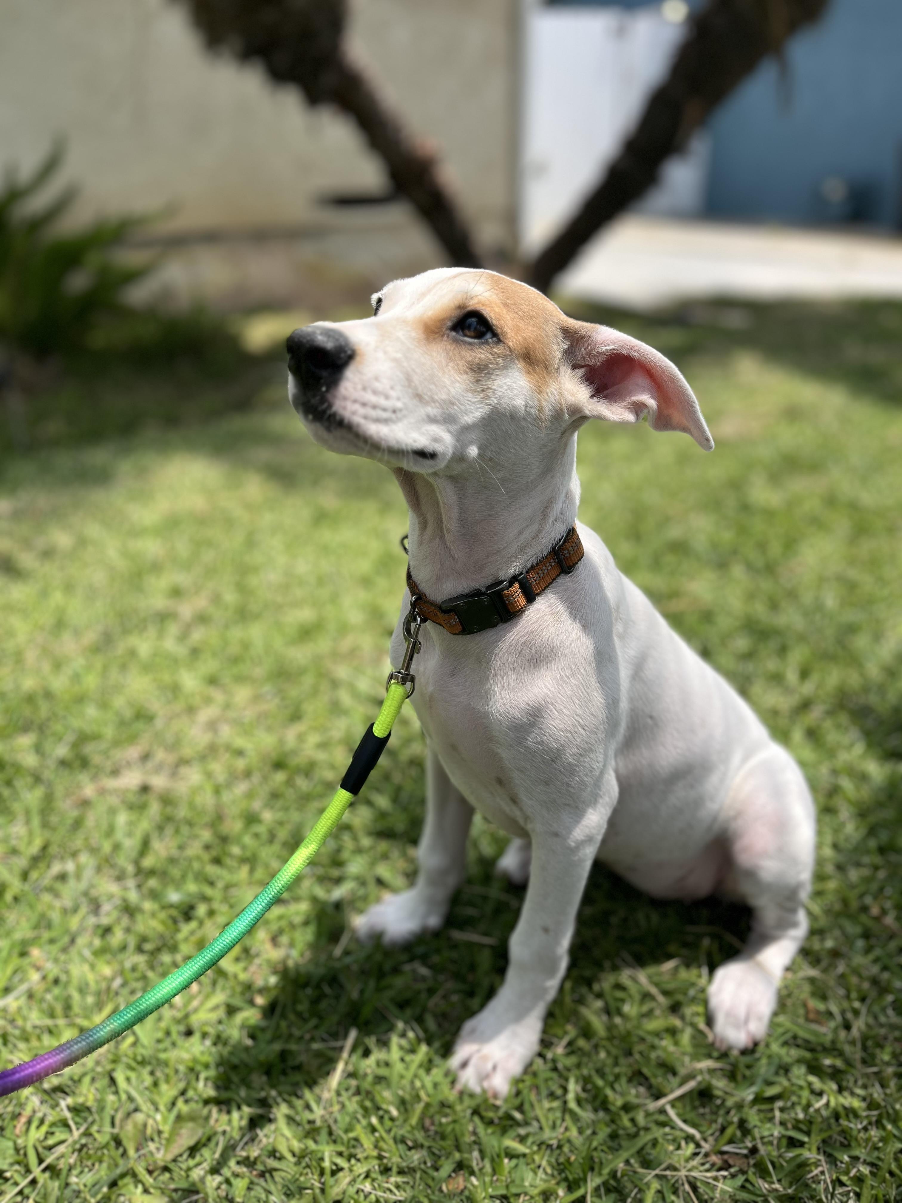 Dakota
