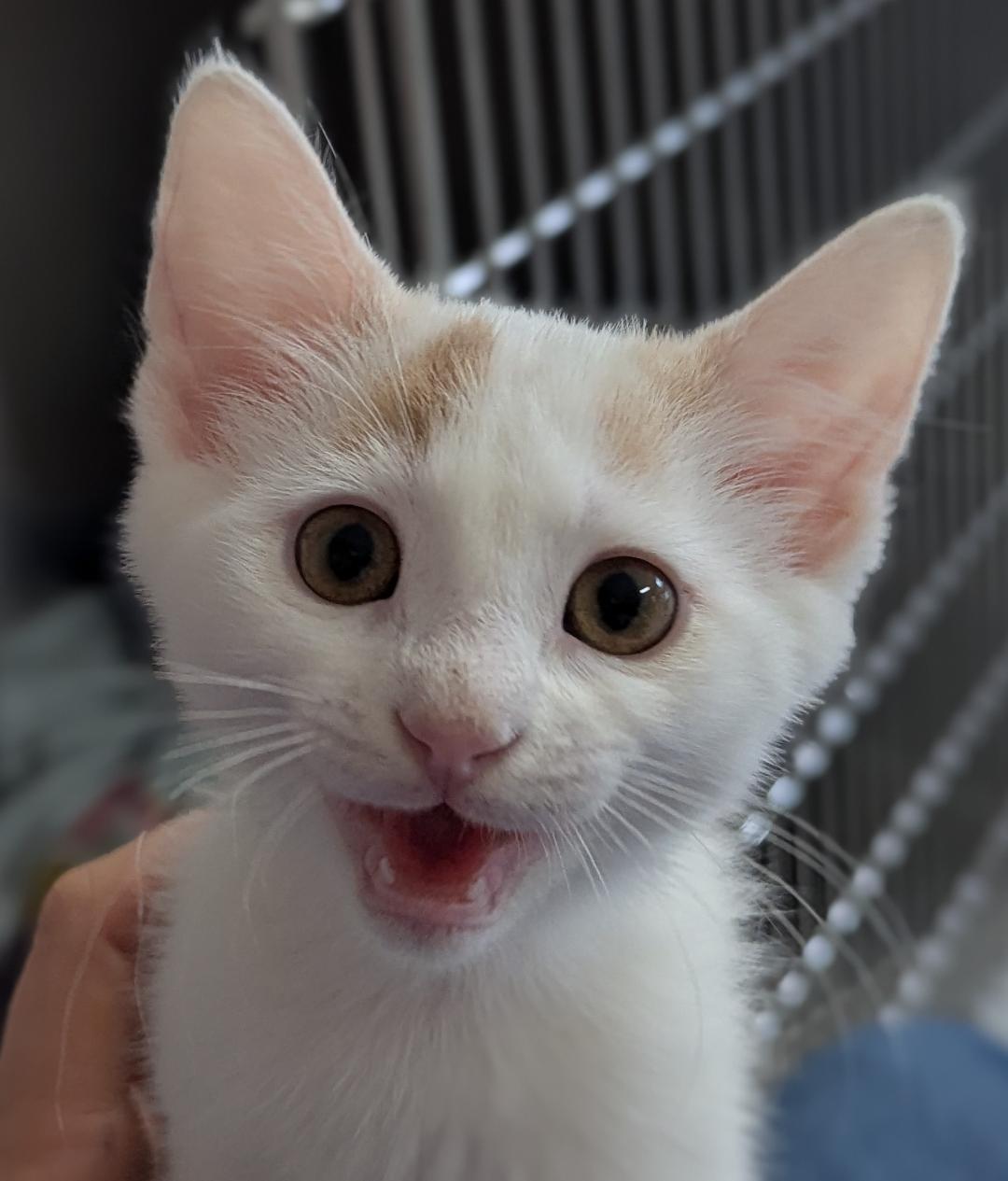 Topaz, Baby Male Domestic Short Hair