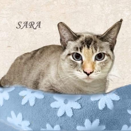 Sara 0723, adopted, Adult Female Siamese.
