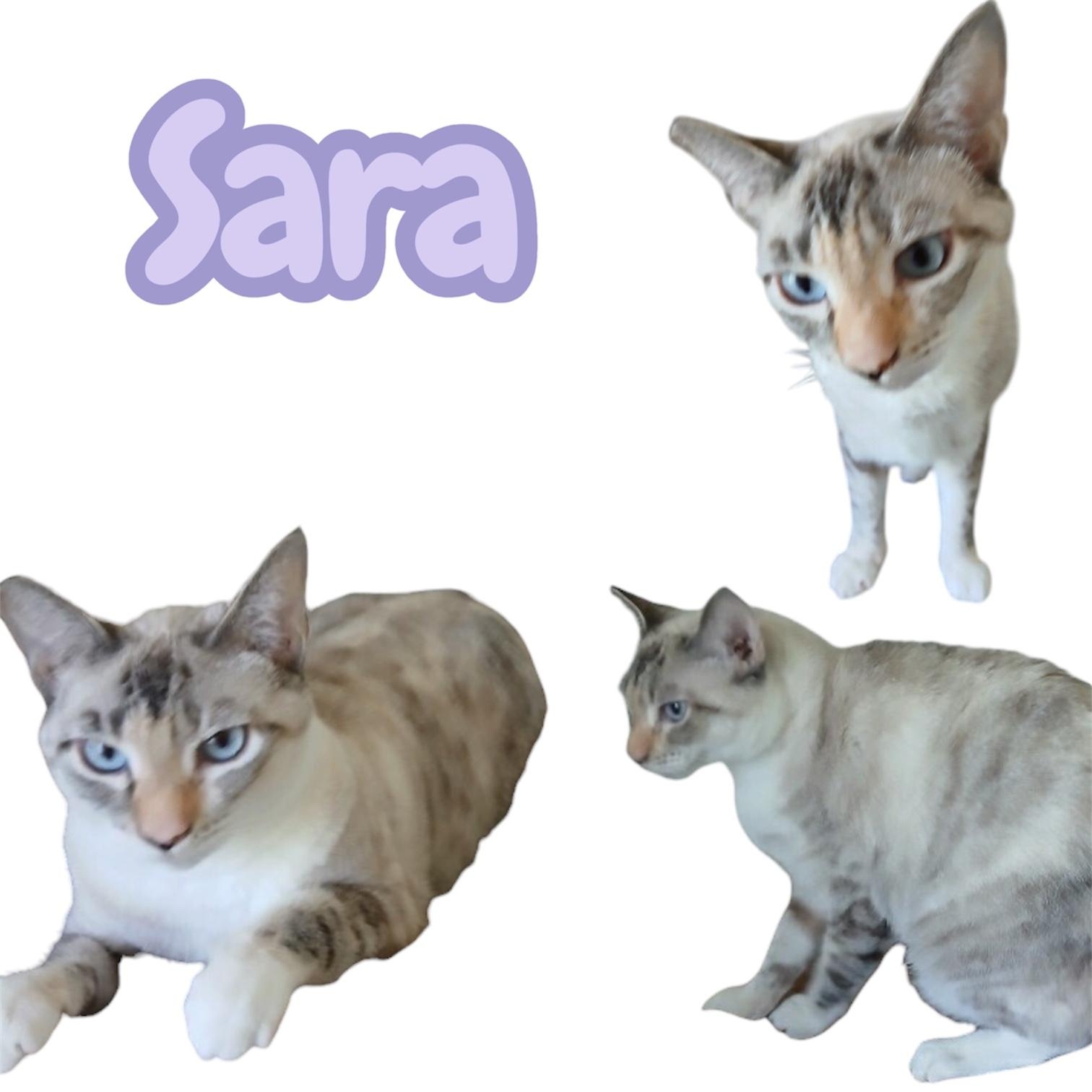 Sara 0723, an adopted Siamese in West Bloomfield, MI image 2/2