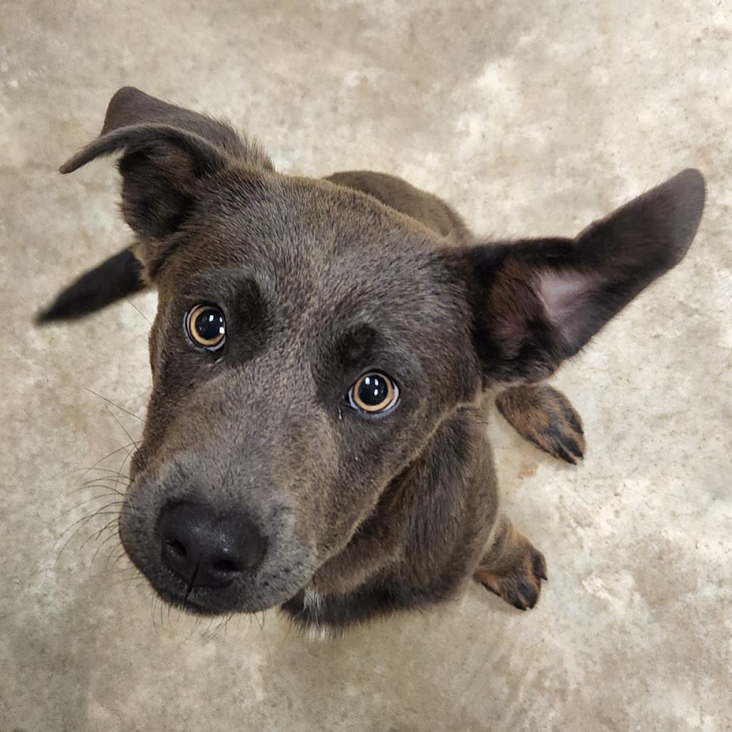 Oliver - 050403U, Adoptable, Young Male Doberman Pinscher & Labrador Retriever.