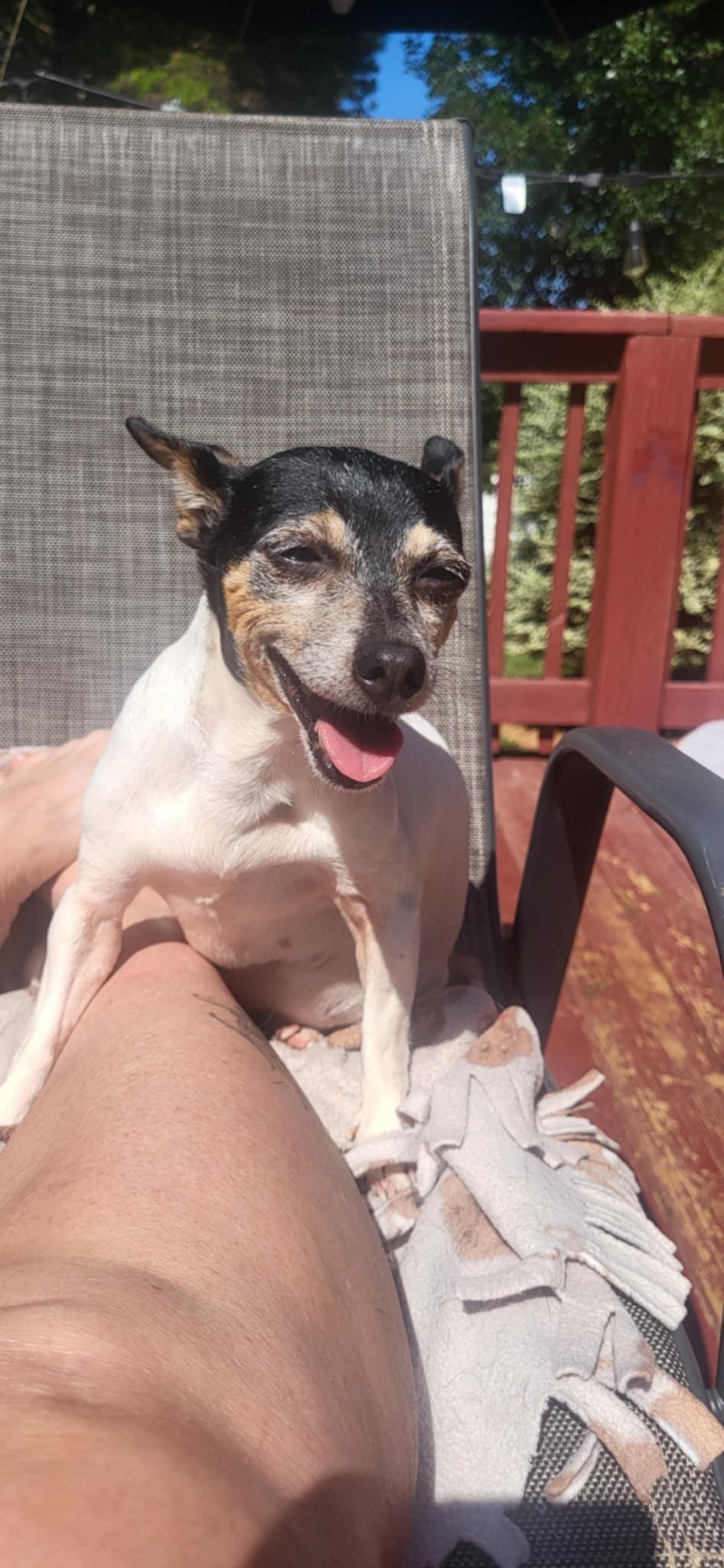 Tansie, a Adopted Rat Terrier in Thomasville, NC image 1/3