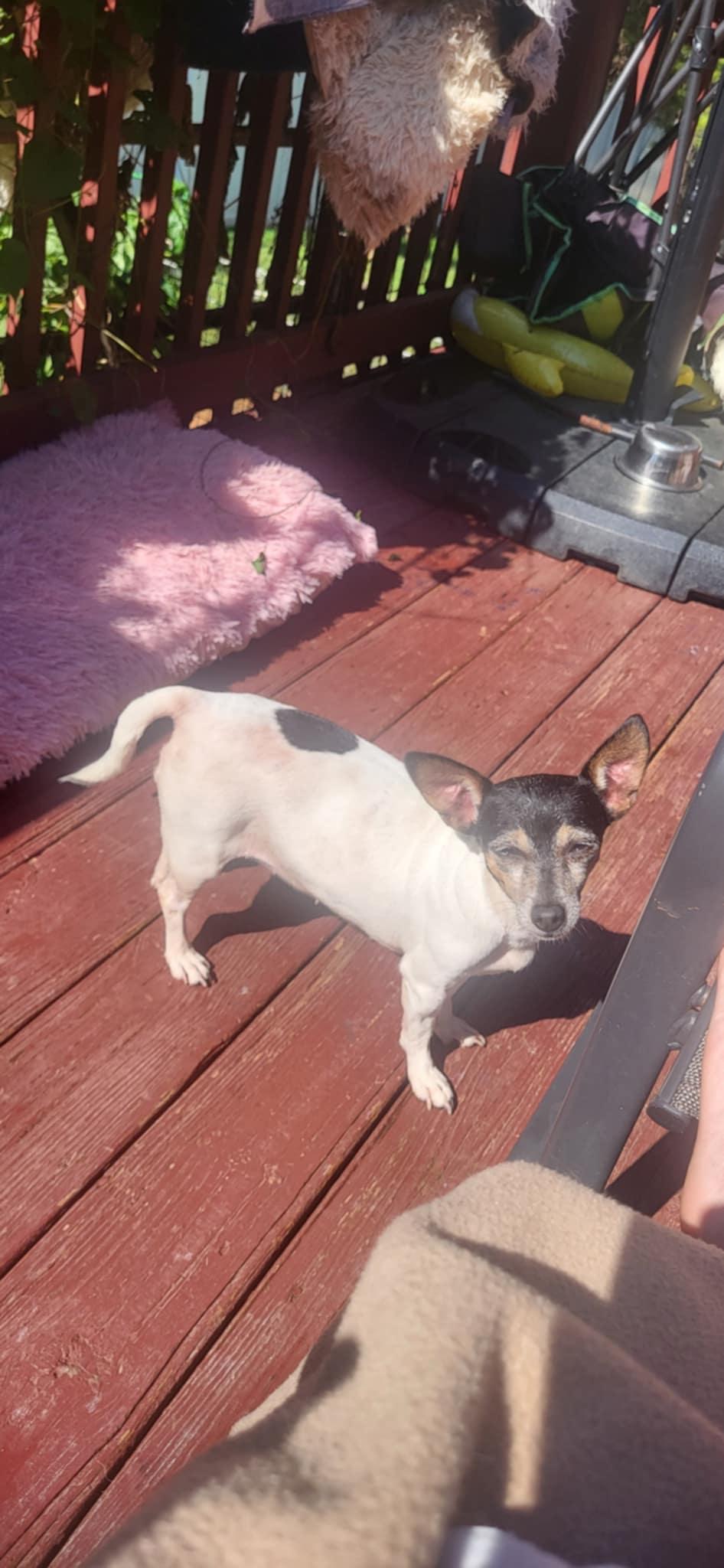 Tansie, a Adopted Rat Terrier in Thomasville, NC image 3/3