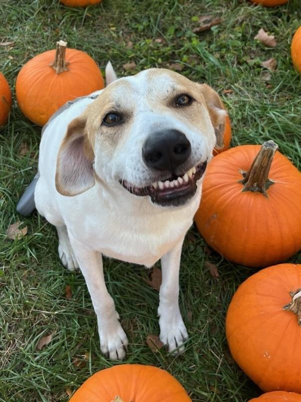 Faysal, a Adoptable mixed breed in Loveland, OH image 6/6