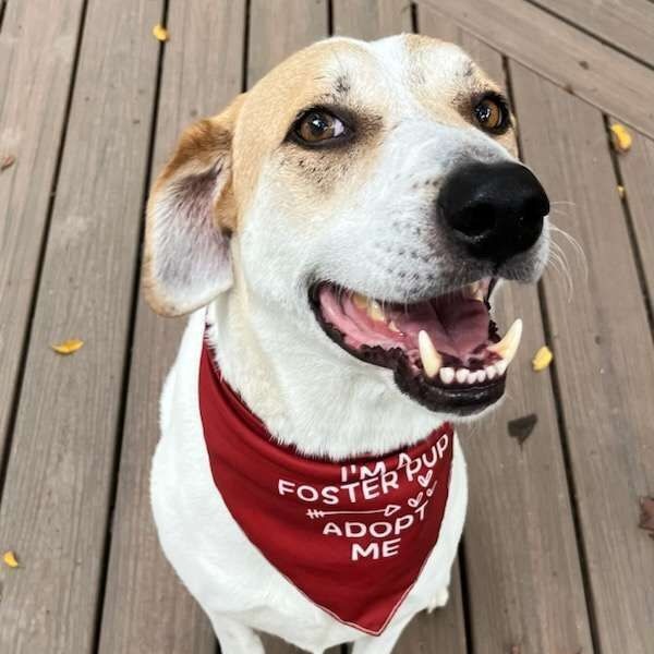 Faysal, a Adoptable mixed breed in Loveland, OH image 3/6