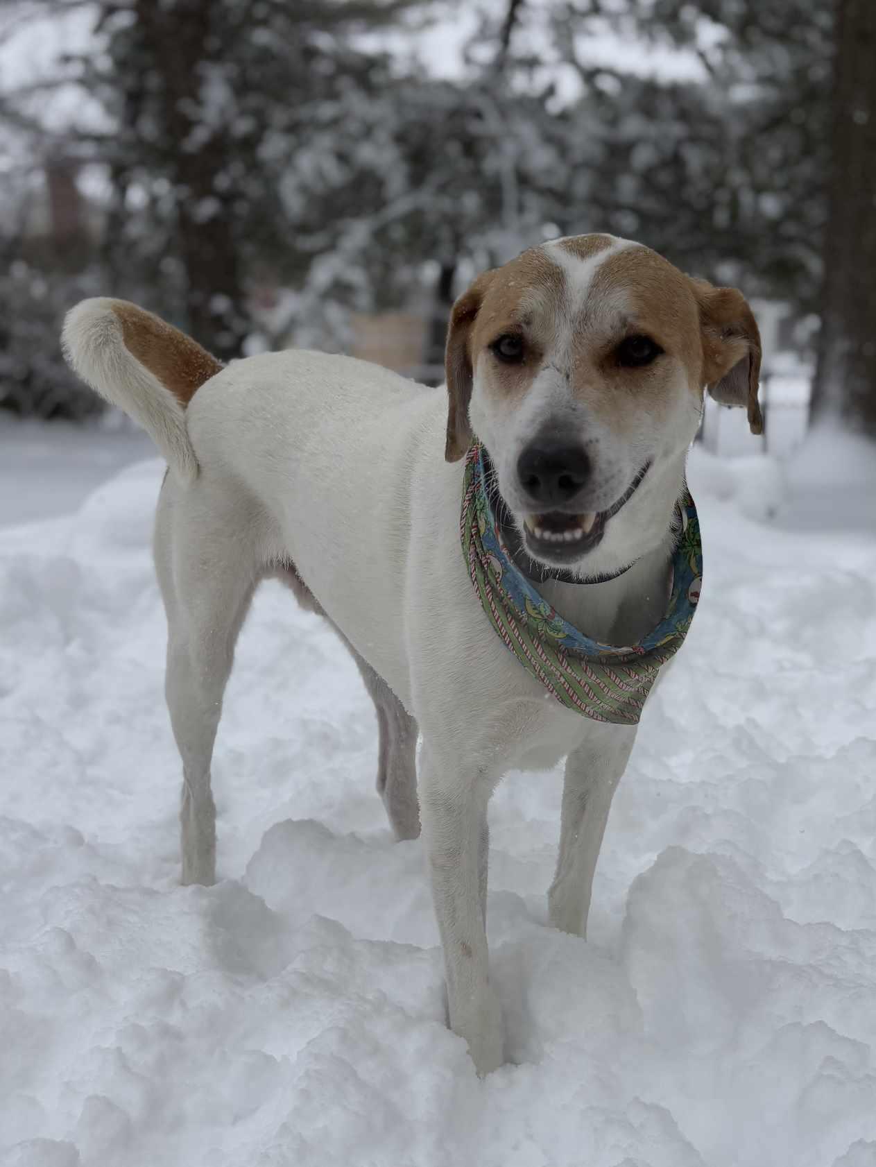 Faysal, a Adoptable mixed breed in Loveland, OH image 1/6