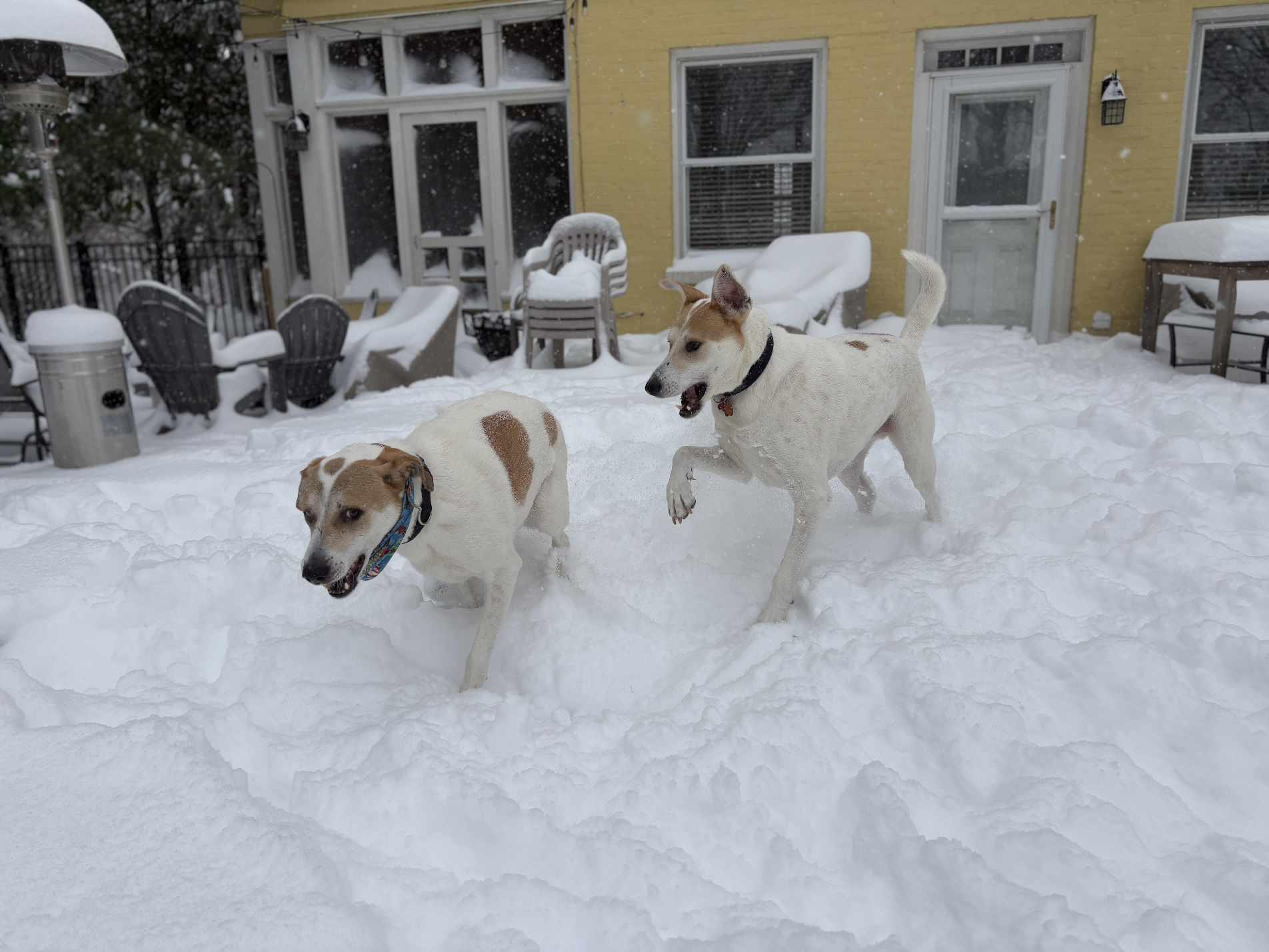 Faysal, a Adoptable mixed breed in Loveland, OH image 5/6