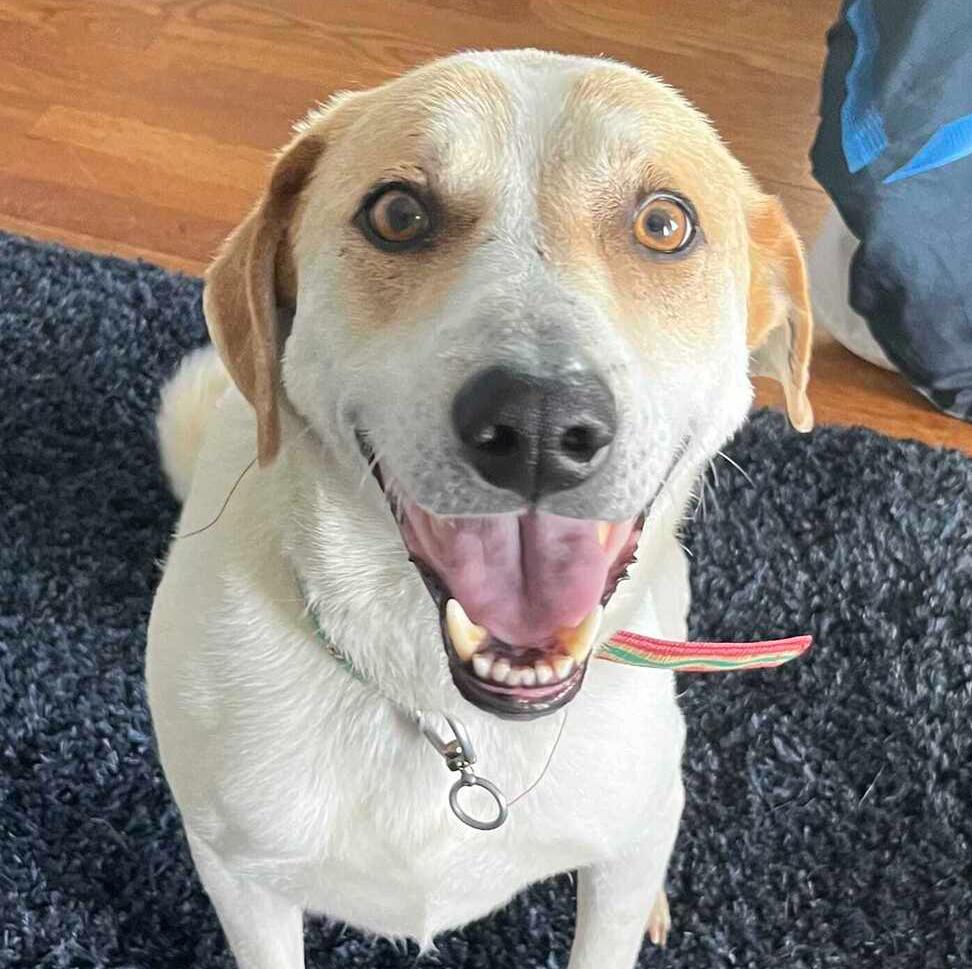 Faysal, a Adoptable mixed breed in Loveland, OH image 4/6