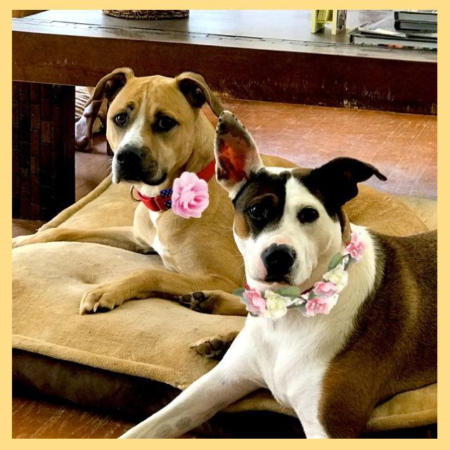 Enlarge Admiral, a Adopted Boxer in Alpharetta, GA image 1/3