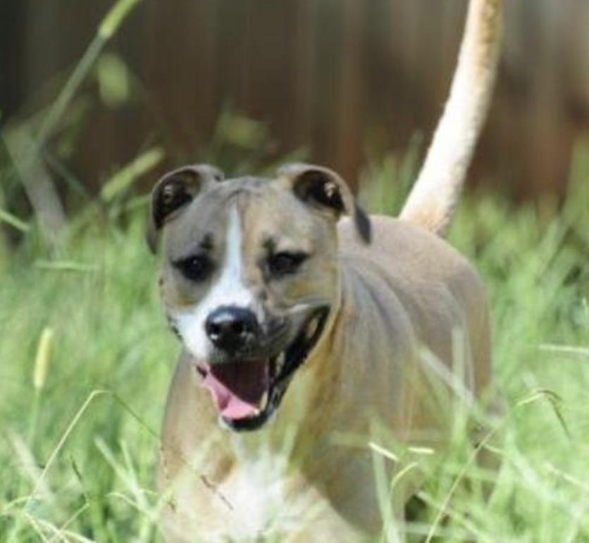 Enlarge Admiral, a Adopted Boxer in Alpharetta, GA image 3/3