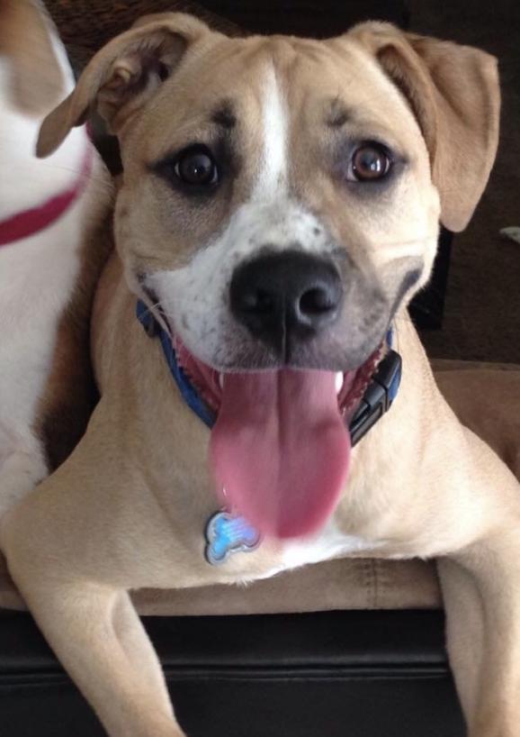 Admiral, Adoptable, Senior Male Boxer.