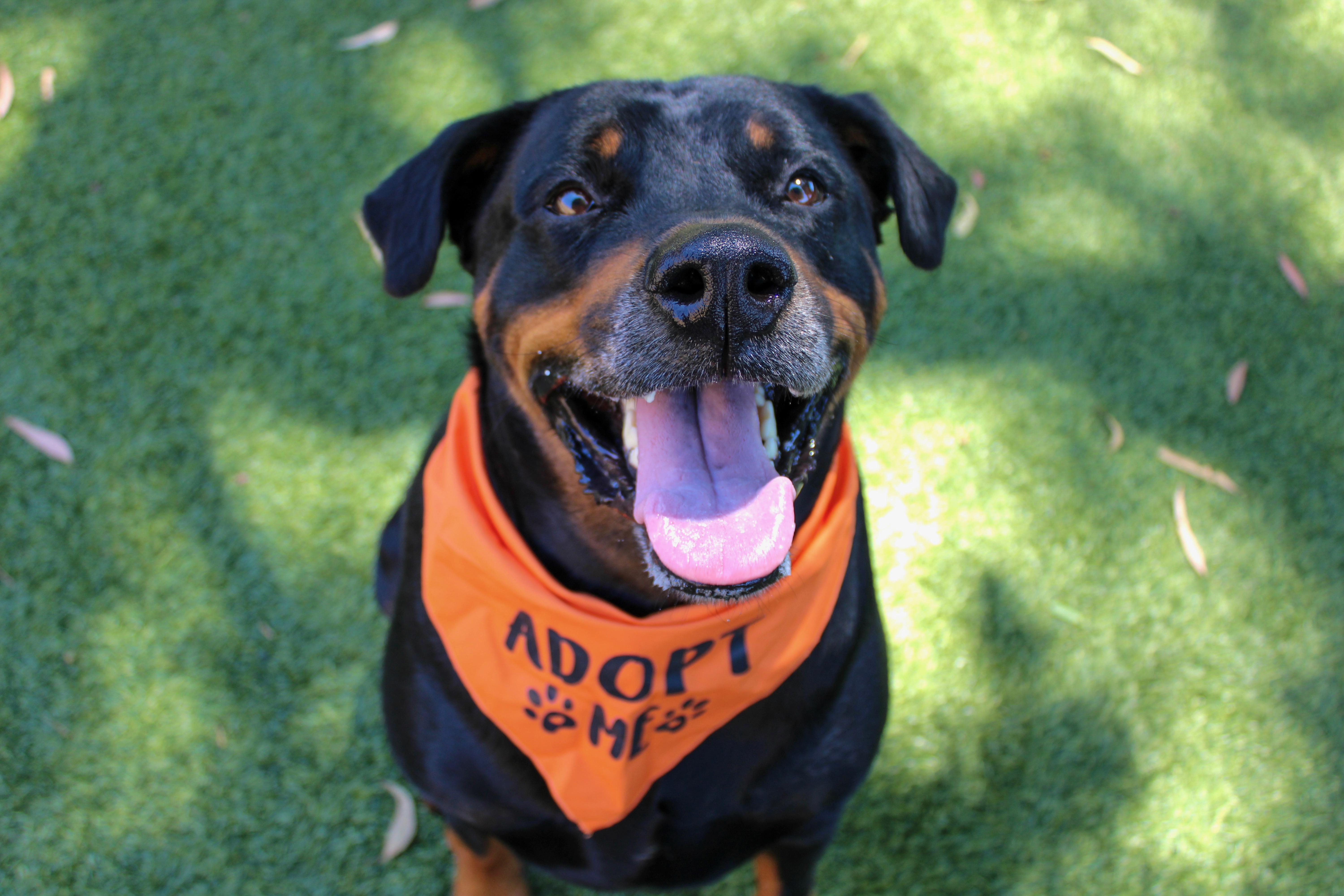 Bowie, Adoptable, Adult Male Rottweiler.