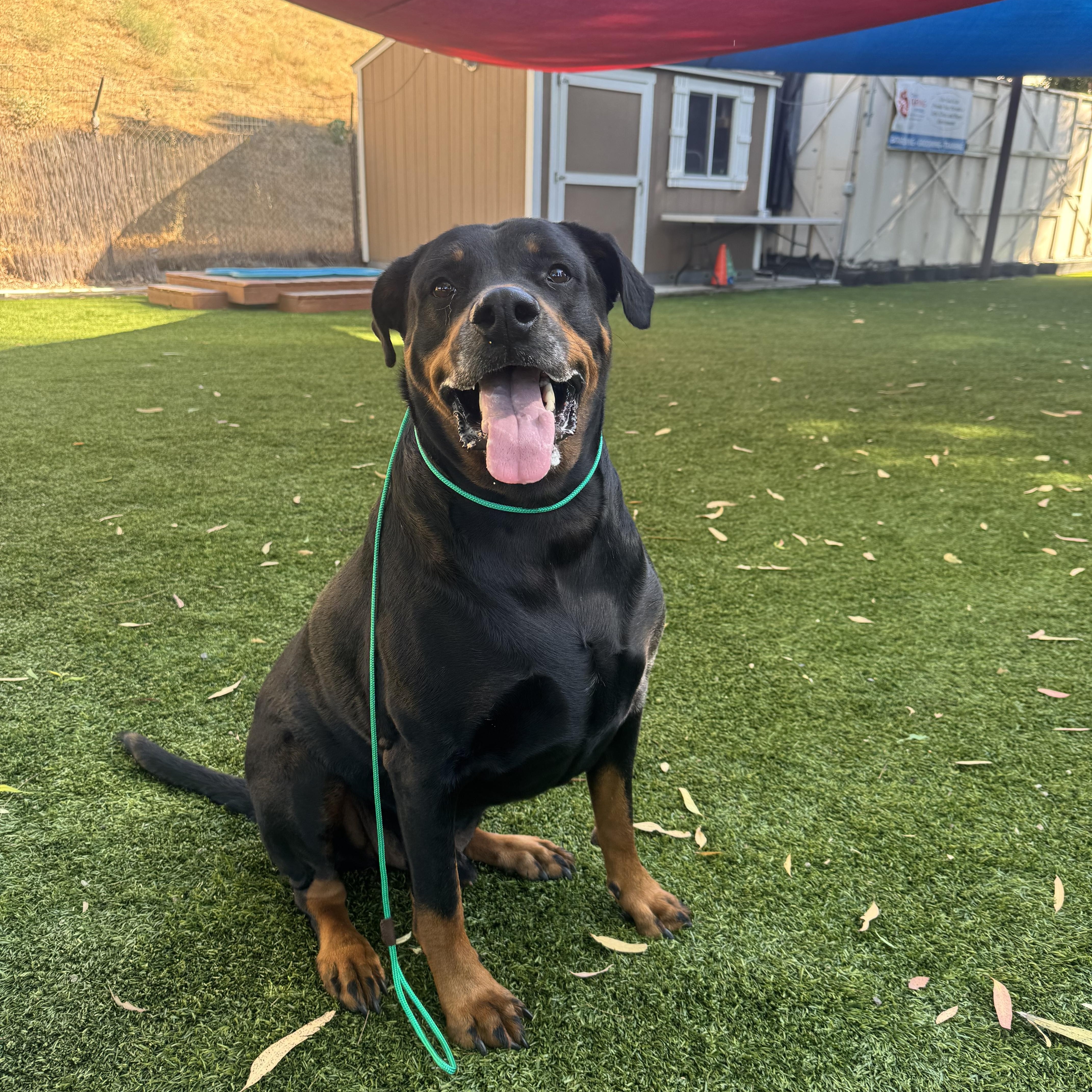 Bowie, a Adoptable Rottweiler in Whittier, CA image 3/3