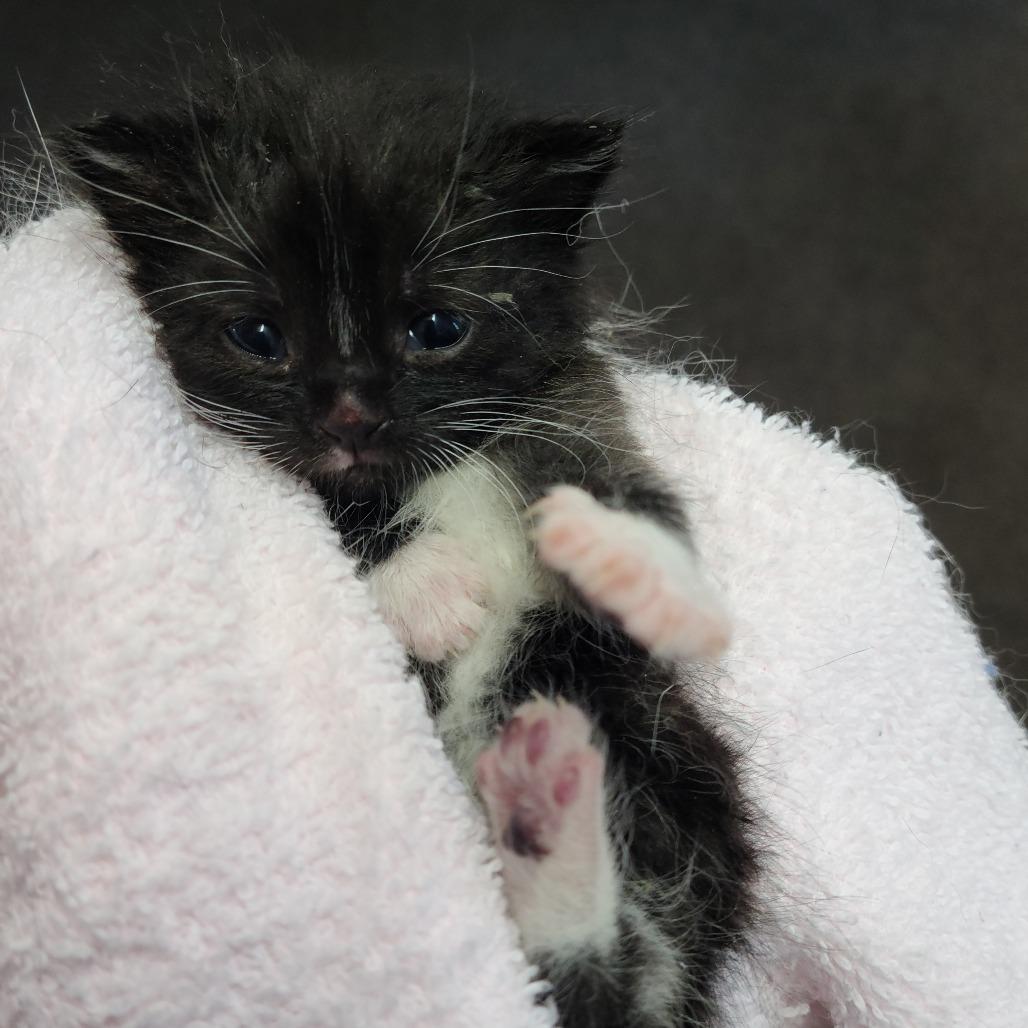 Wingo, Adoptable, Kitten Female Domestic Short Hair.