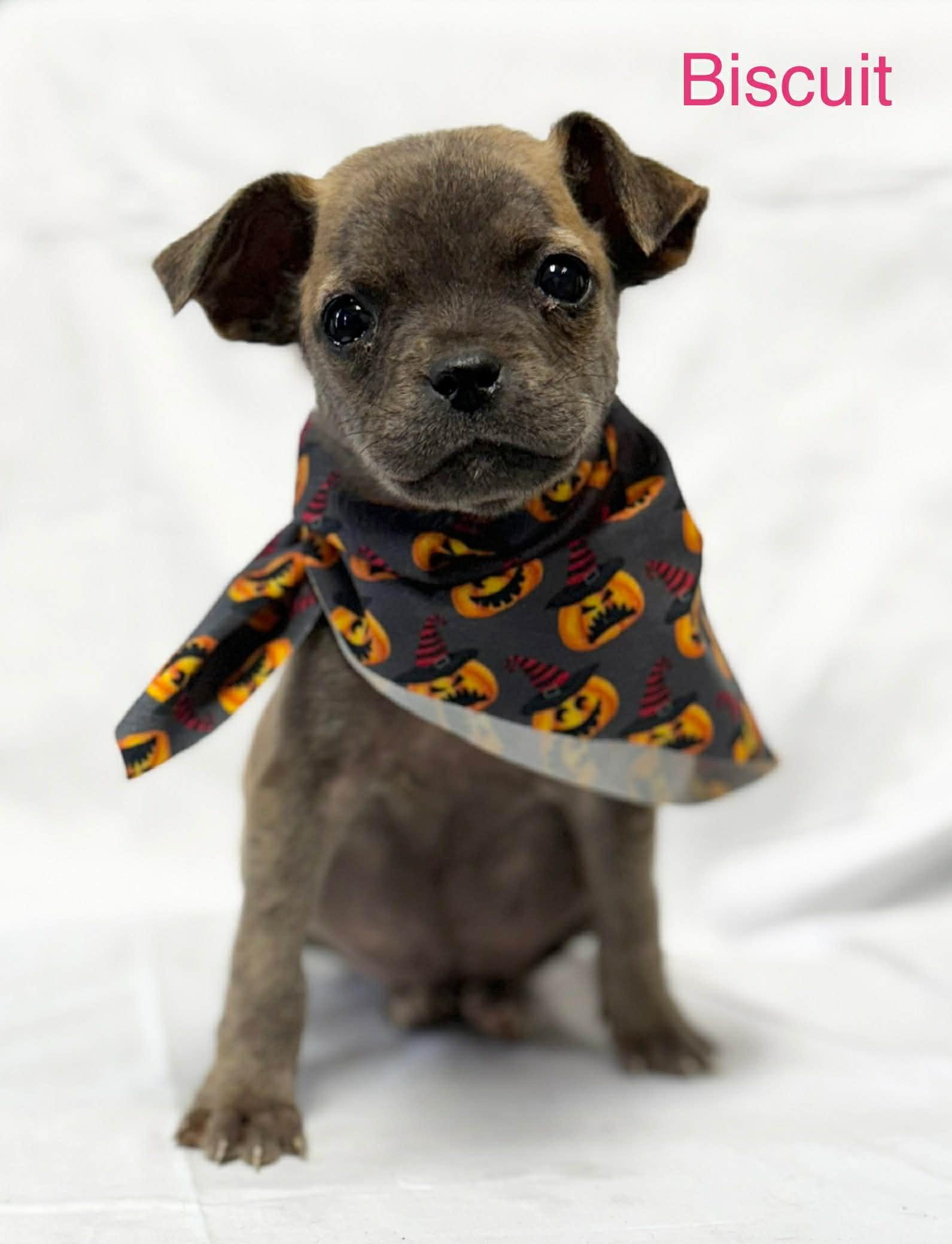 Enlarge Biscuit, a Adopted mixed breed in Fayetteville, WV image 1/1