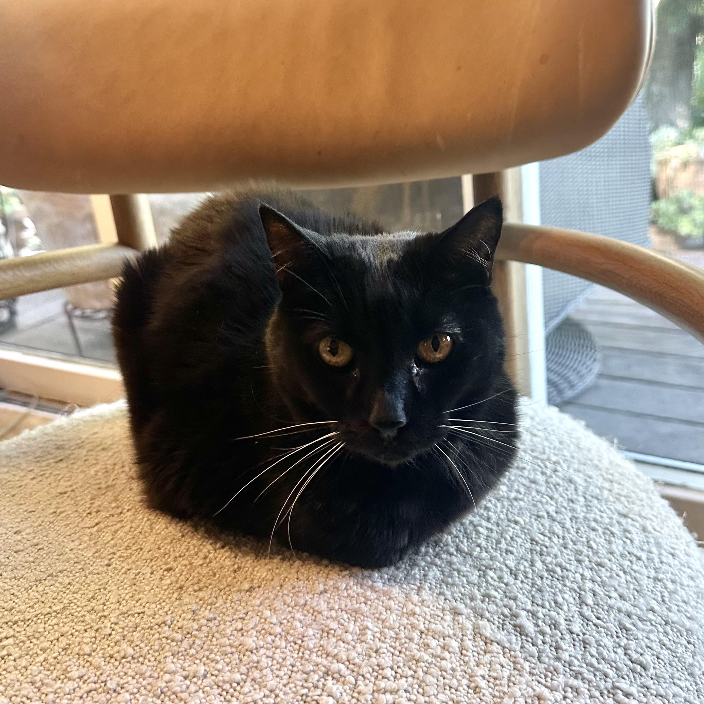 Louisa, Adoptable, Adult Female Domestic Short Hair.