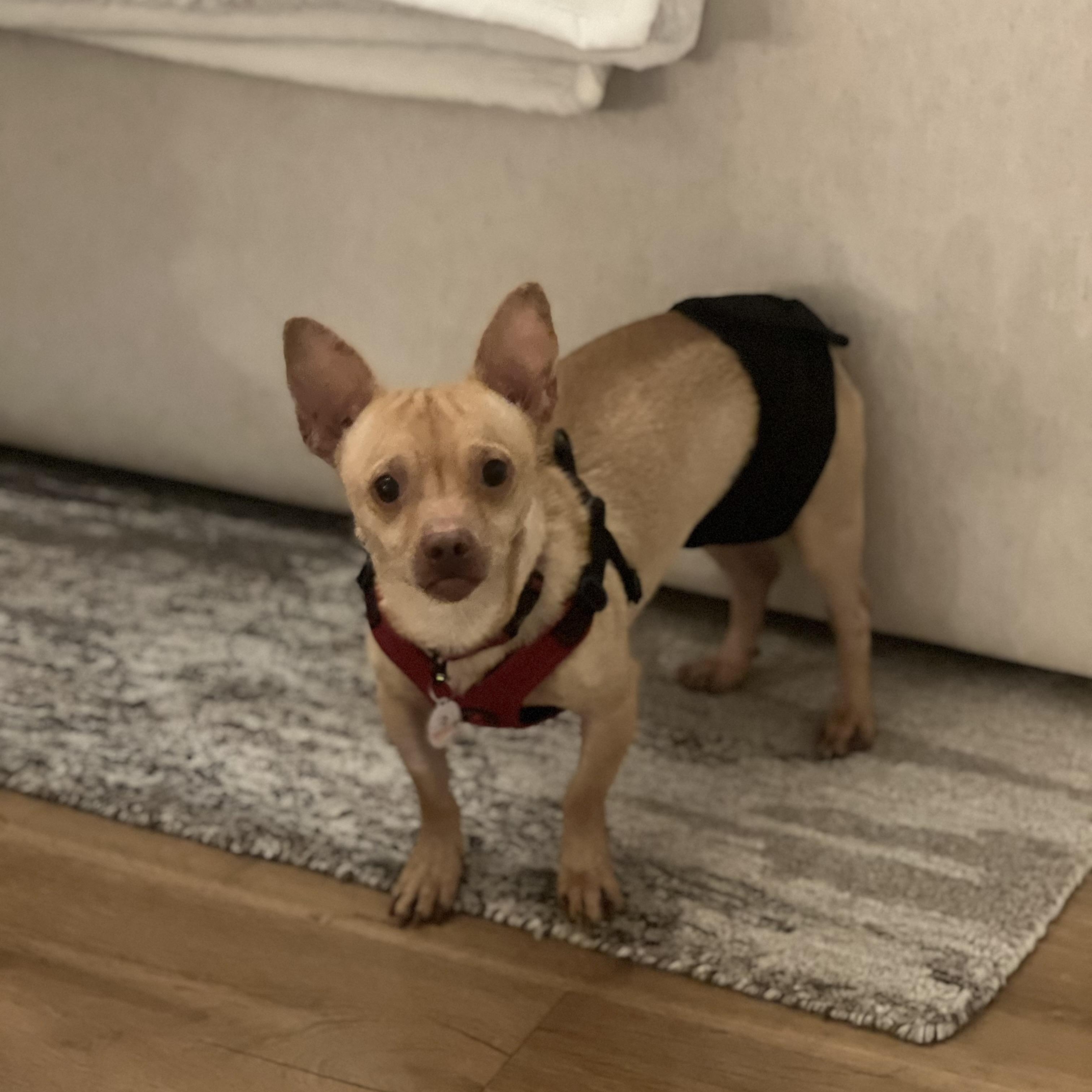 Enlarge Chester~ , a Adoptable Chihuahua in Irvine, CA image 1/3
