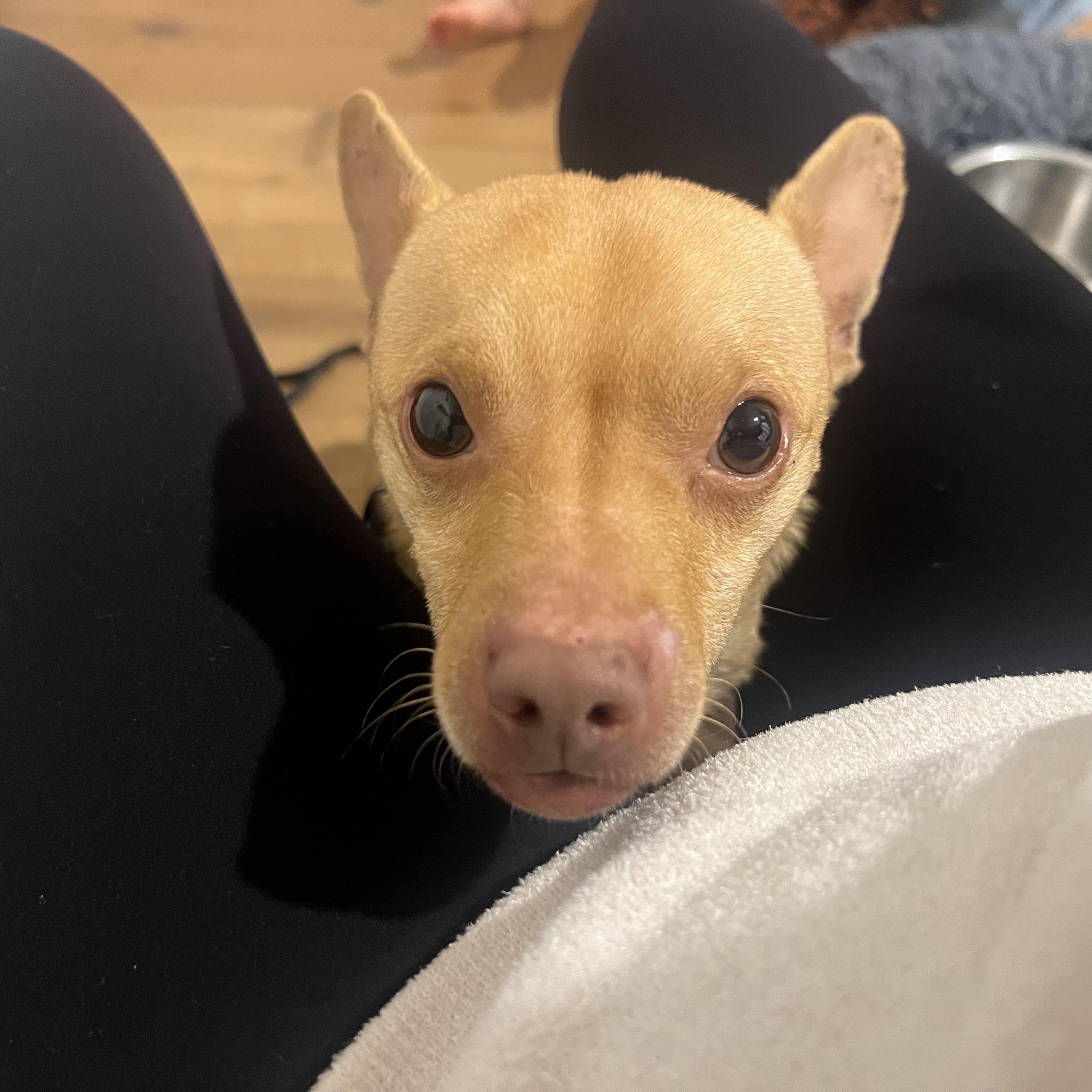 Enlarge Chester~ , a Adoptable Chihuahua in Irvine, CA image 2/3