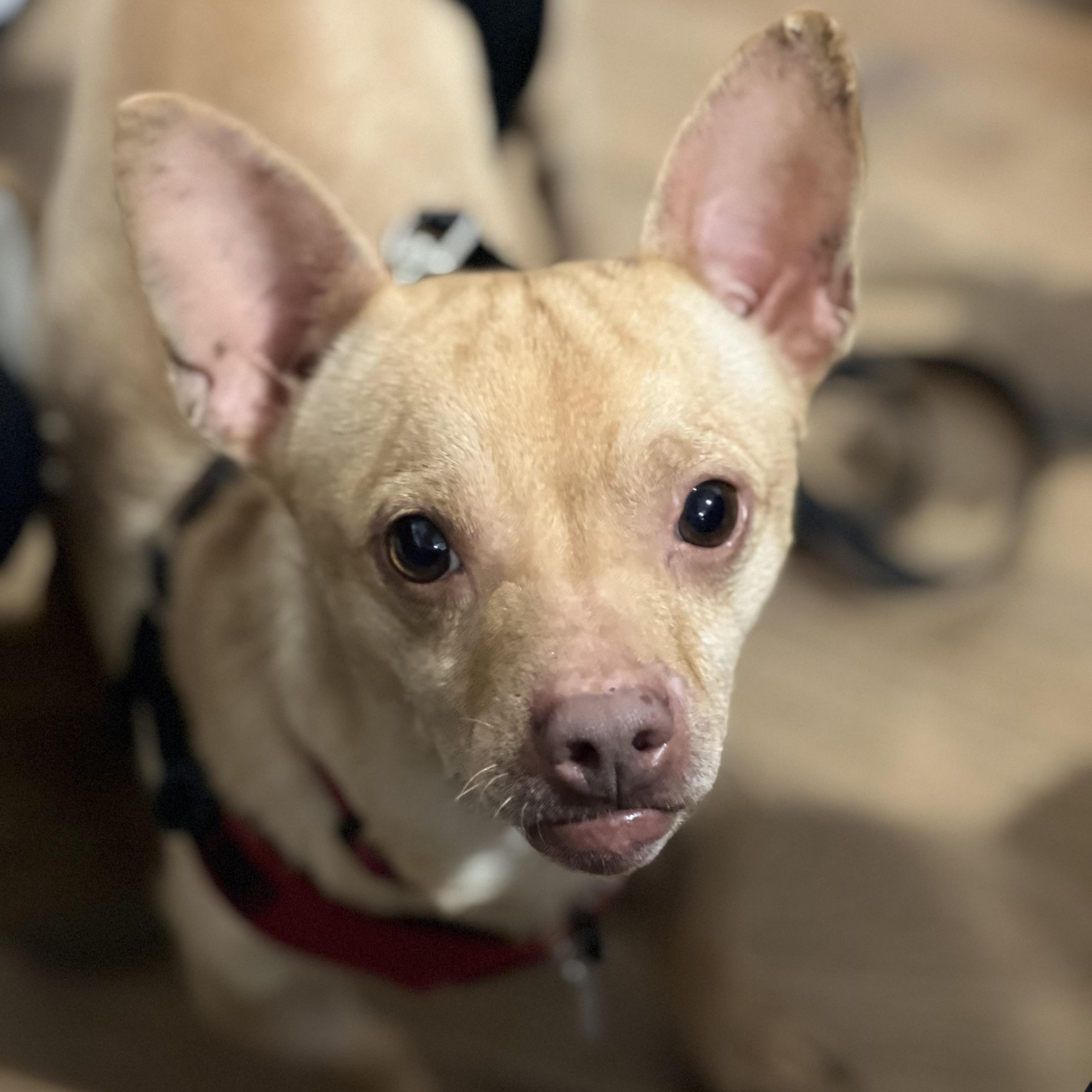 Enlarge Chester~ , a Adoptable Chihuahua in Irvine, CA image 3/3