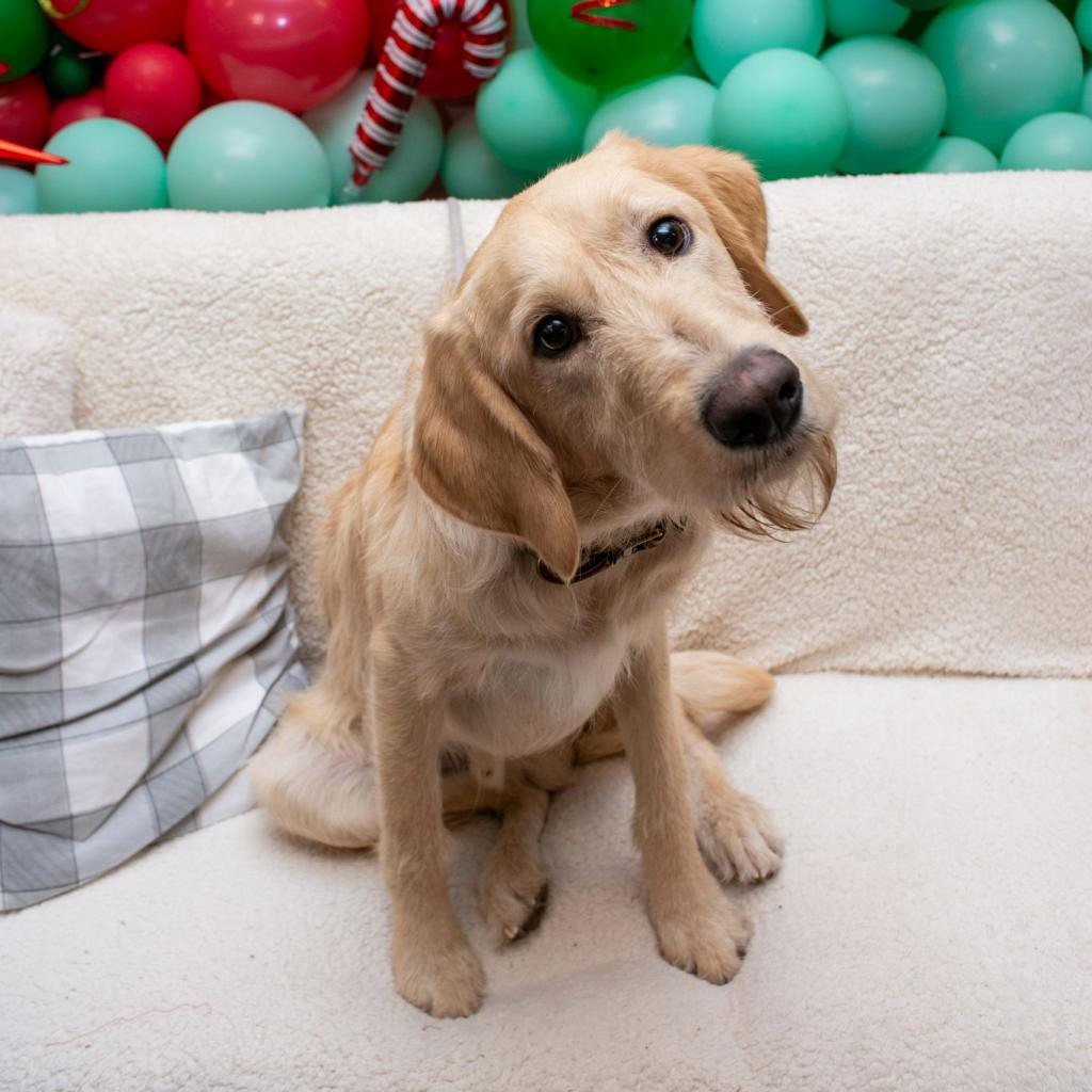 Enlarge Ranger, a Adoptable mixed breed in West Jordan, UT image 1/2
