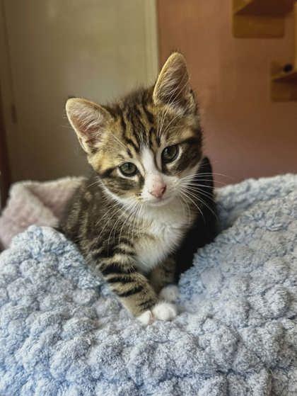Enlarge Stanley Tumbler, a Adoptable mixed breed in Savannah, GA image 3/3