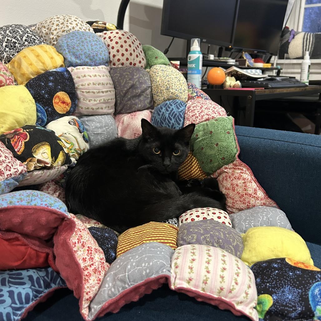 Violet, Adoptable, Adult Female Domestic Short Hair.