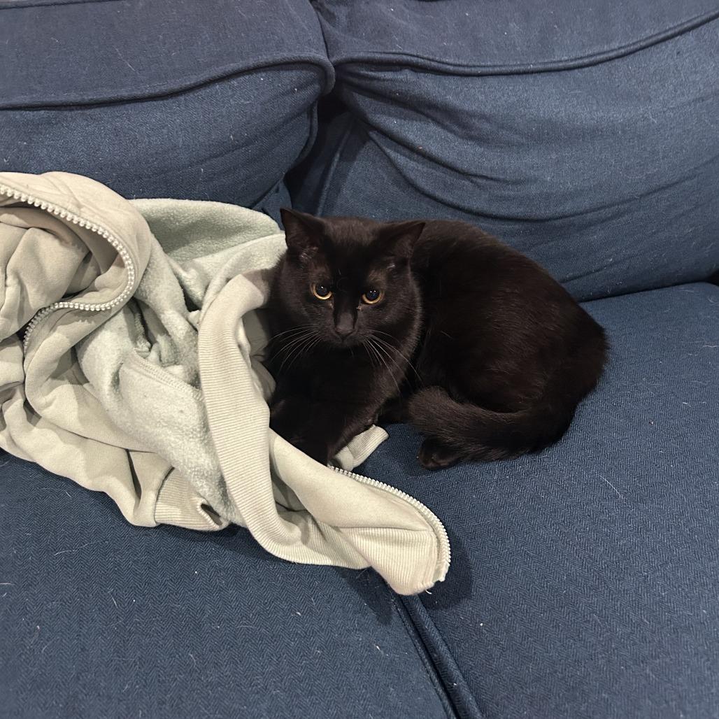 Enlarge Violet, a Adoptable Domestic Short Hair in Saratoga Springs, NY image 2/6
