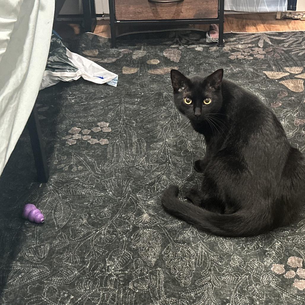 Enlarge Violet, a Adoptable Domestic Short Hair in Saratoga Springs, NY image 3/6