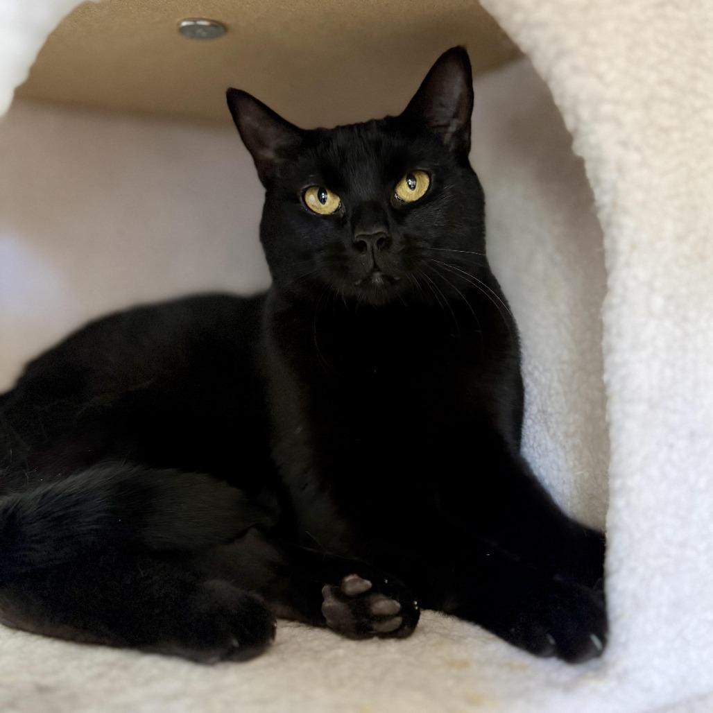 Enlarge Violet, a Adoptable Domestic Short Hair in Saratoga Springs, NY image 4/6