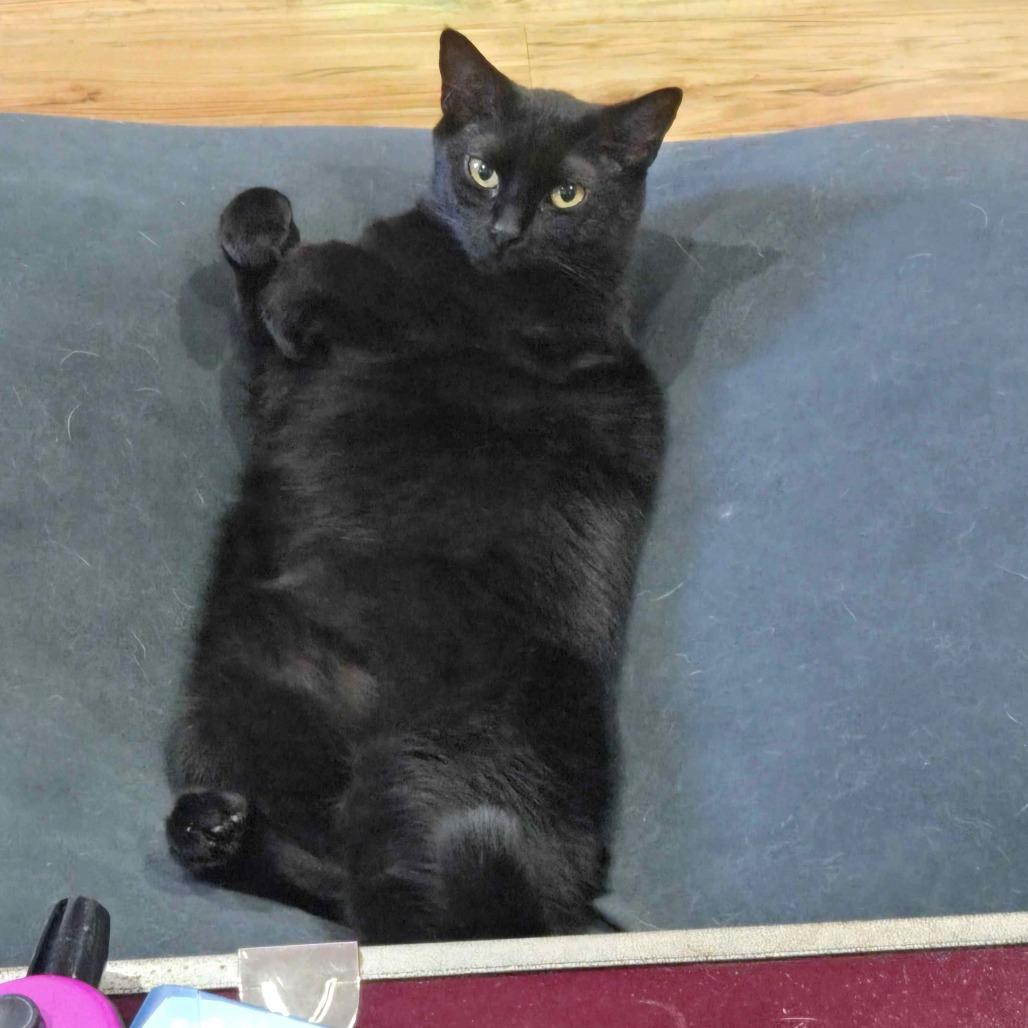 Enlarge Violet, a Adoptable Domestic Short Hair in Saratoga Springs, NY image 5/6