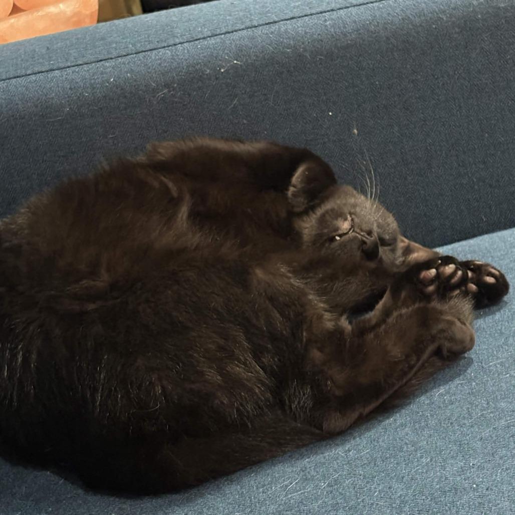 Enlarge Violet, a Adoptable Domestic Short Hair in Saratoga Springs, NY image 6/6