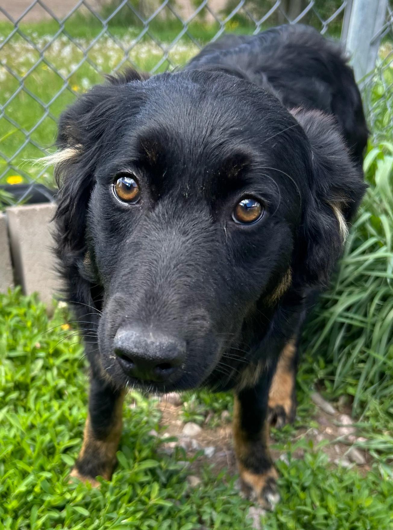 Dottie, a Adoptable Mixed Breed in Neillsville, WI image 2/5
