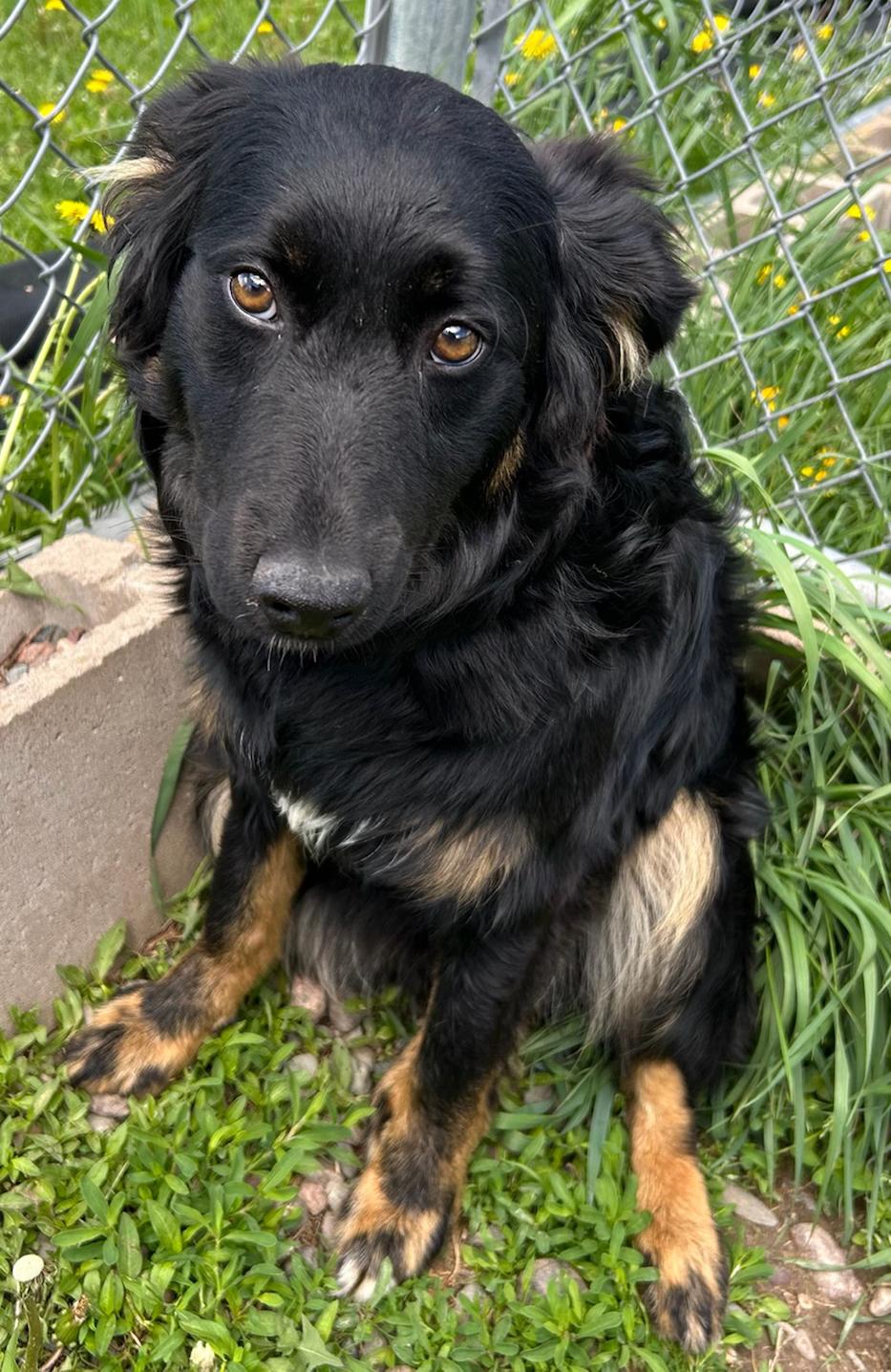 Dottie, a Adoptable Mixed Breed in Neillsville, WI image 5/5
