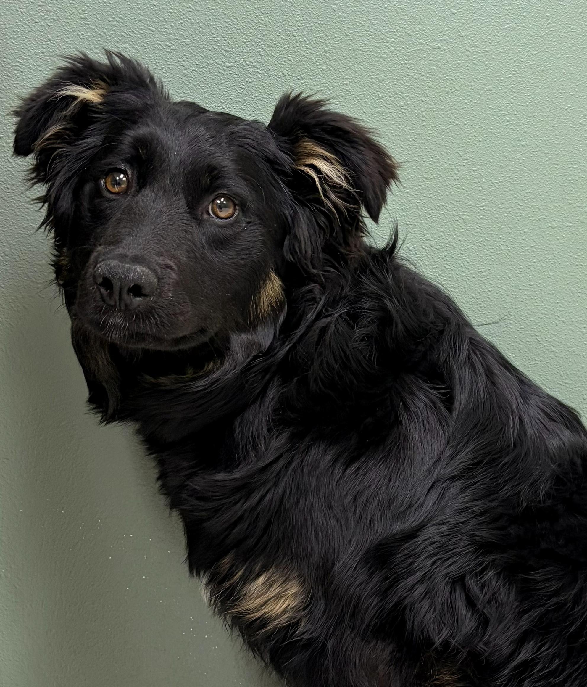 Dottie, Adoptable, Young Female Mixed Breed.