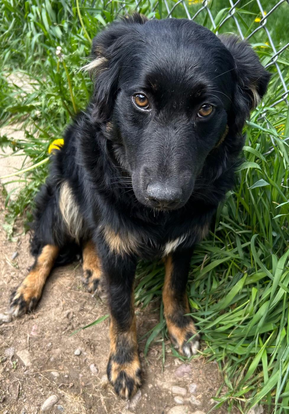 Dottie, a Adoptable Mixed Breed in Neillsville, WI image 3/5