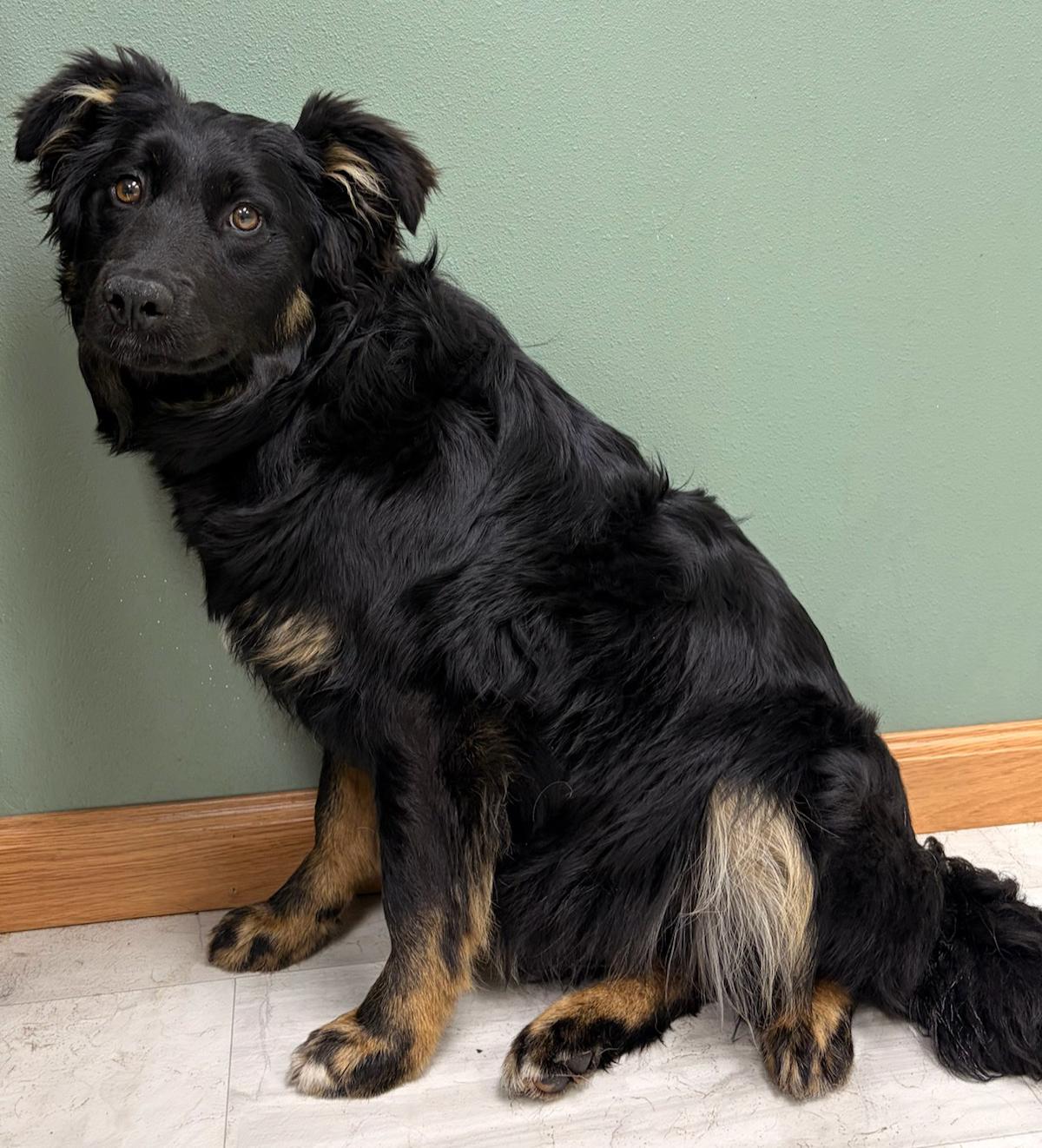 Dottie, a Adoptable Mixed Breed in Neillsville, WI image 4/5