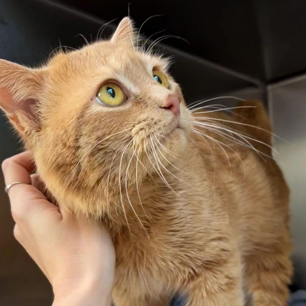 Oliver — thumbnail 2