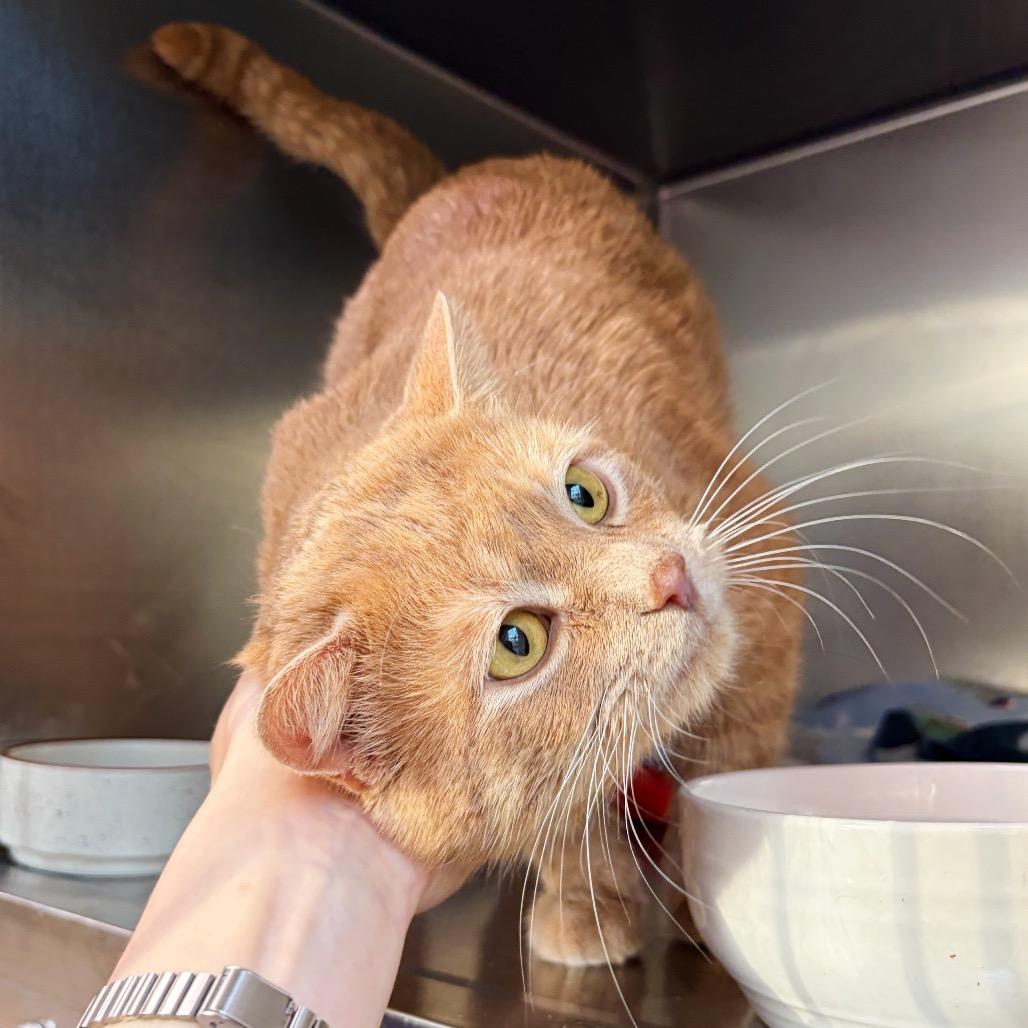 Oliver — thumbnail 3