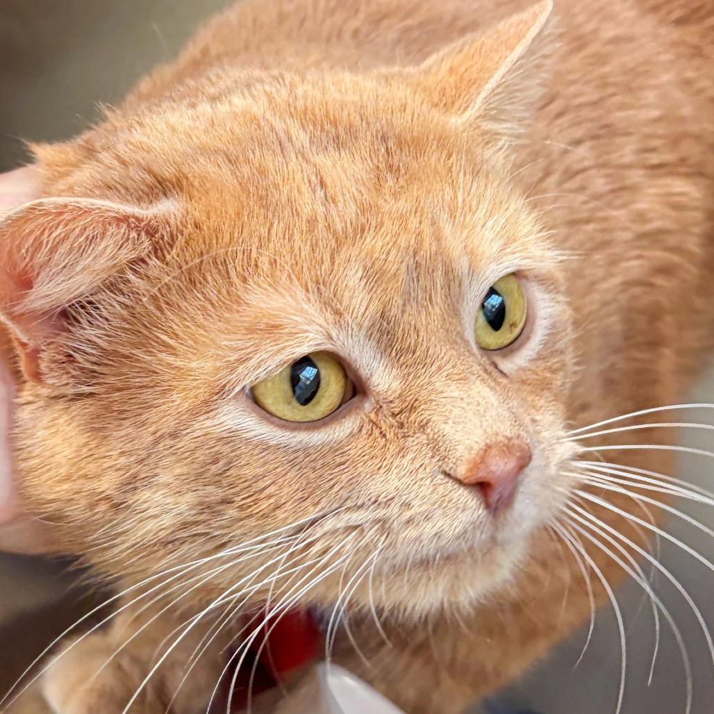 Oliver — thumbnail 4