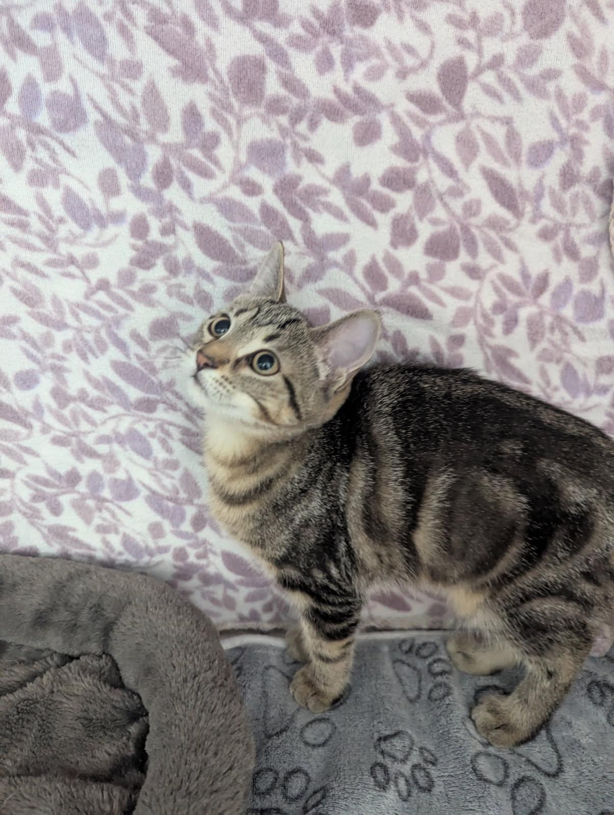 Lil' Becky, Adoptable, Kitten Female Tabby.