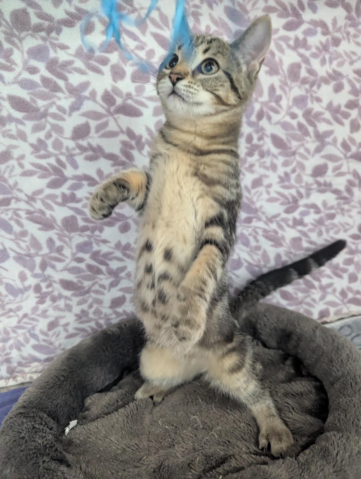 Enlarge Lil' Becky, a Adoptable Tabby in Standish, MI image 2/5