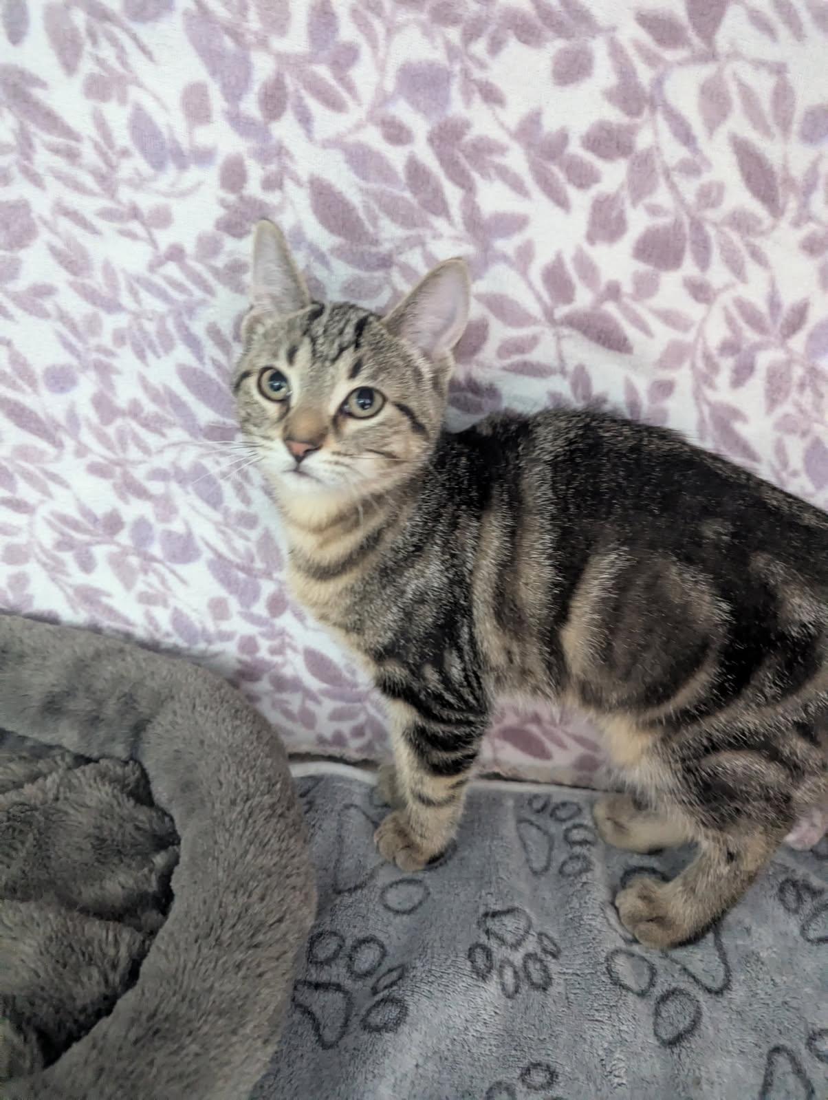 Enlarge Lil' Becky, a Adoptable Tabby in Standish, MI image 3/5