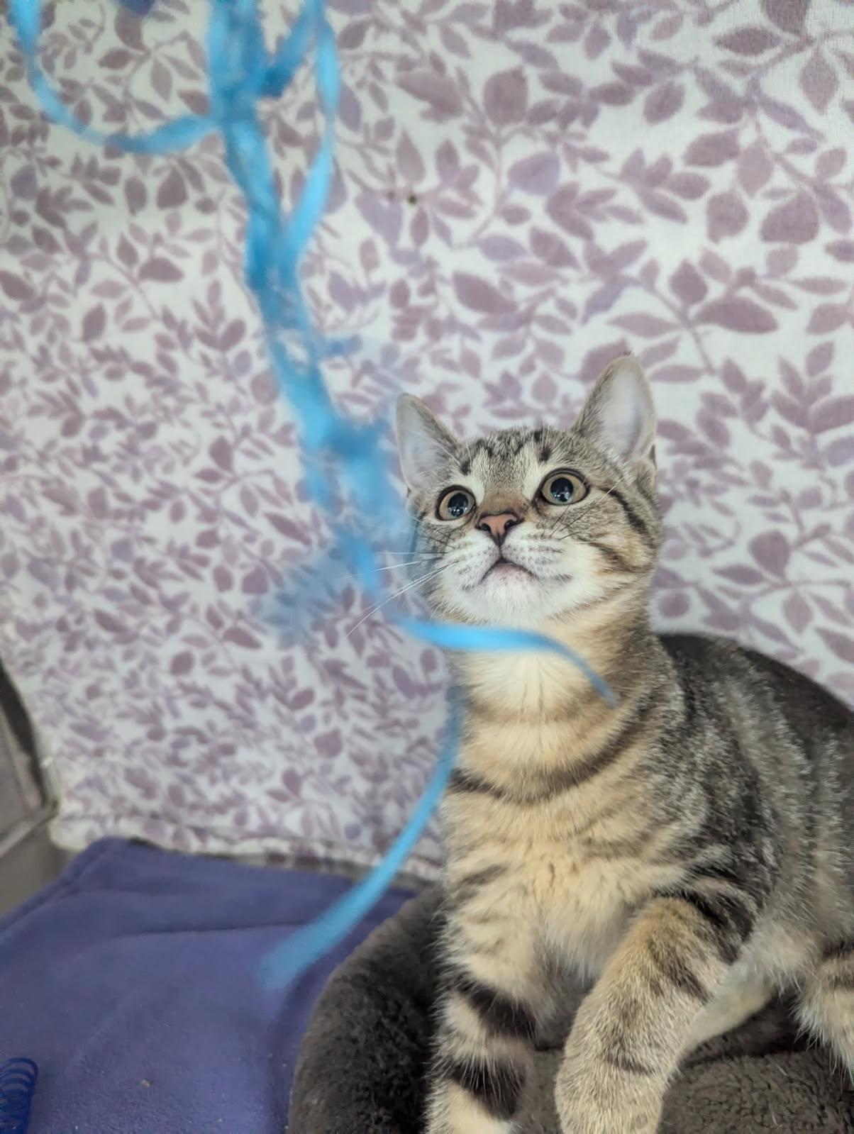 Enlarge Lil' Becky, a Adoptable Tabby in Standish, MI image 4/5