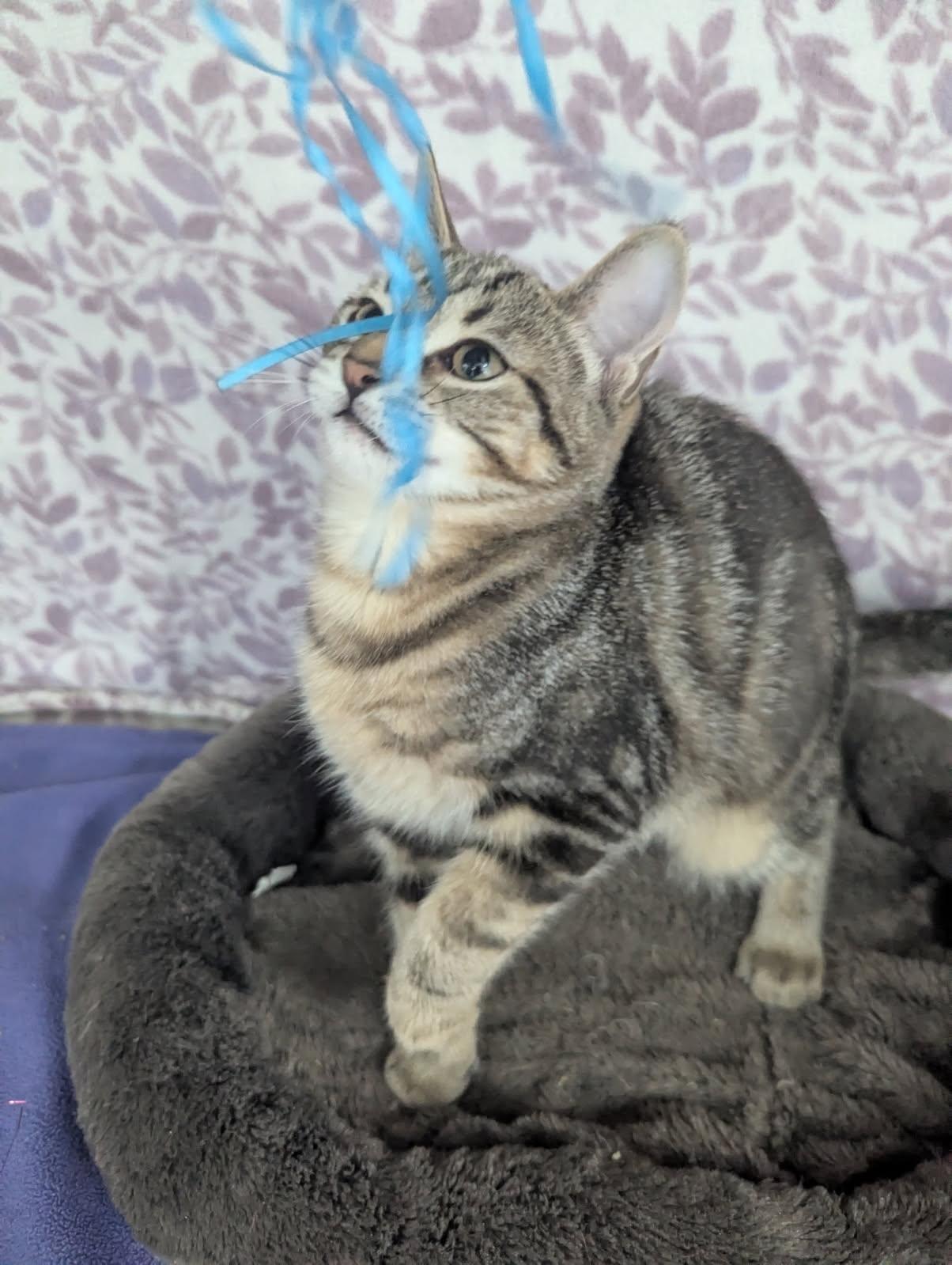 Enlarge Lil' Becky, a Adoptable Tabby in Standish, MI image 5/5